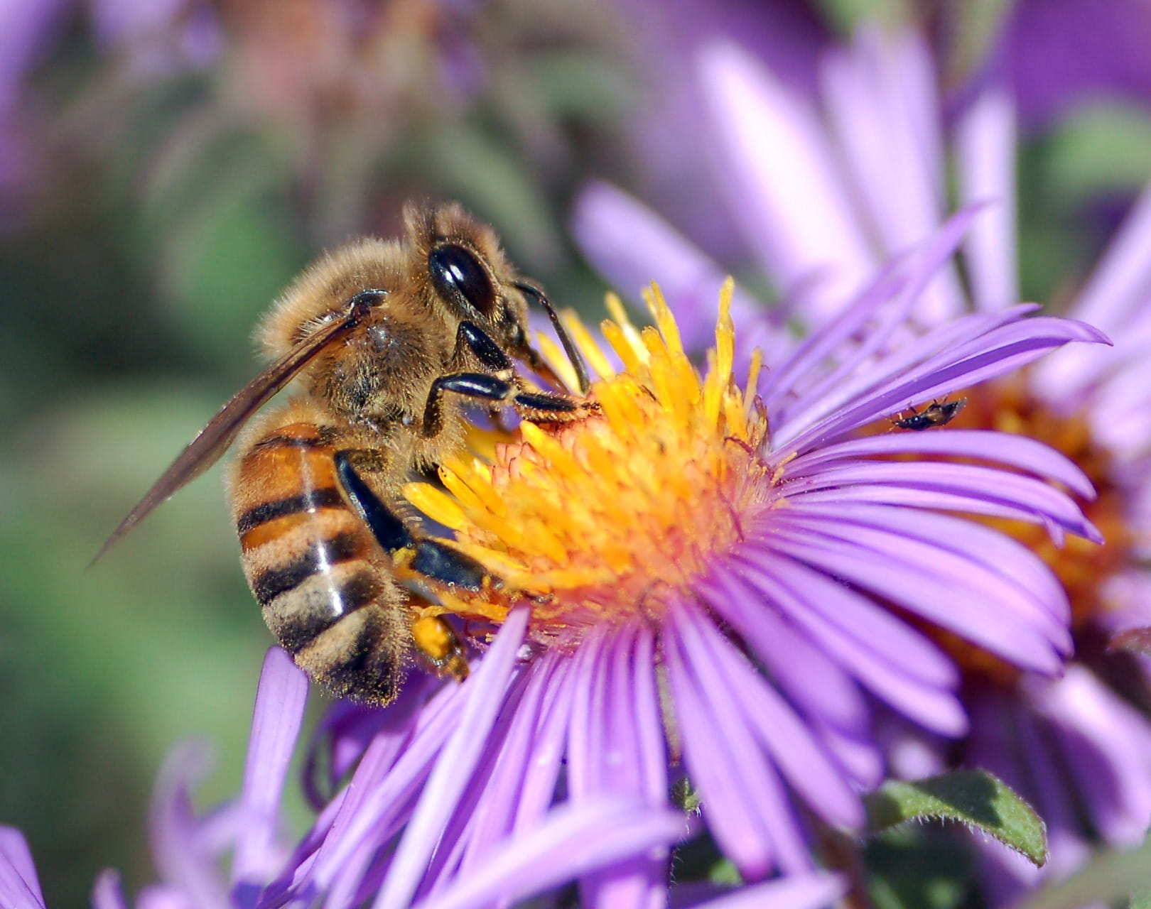purple, 720P, flower, fragility, vulnerability, bee, freshness, nectar, invertebrate, apoidea, close, springtime, insect, european honey bee, honey, bloom, HD Wallpaper