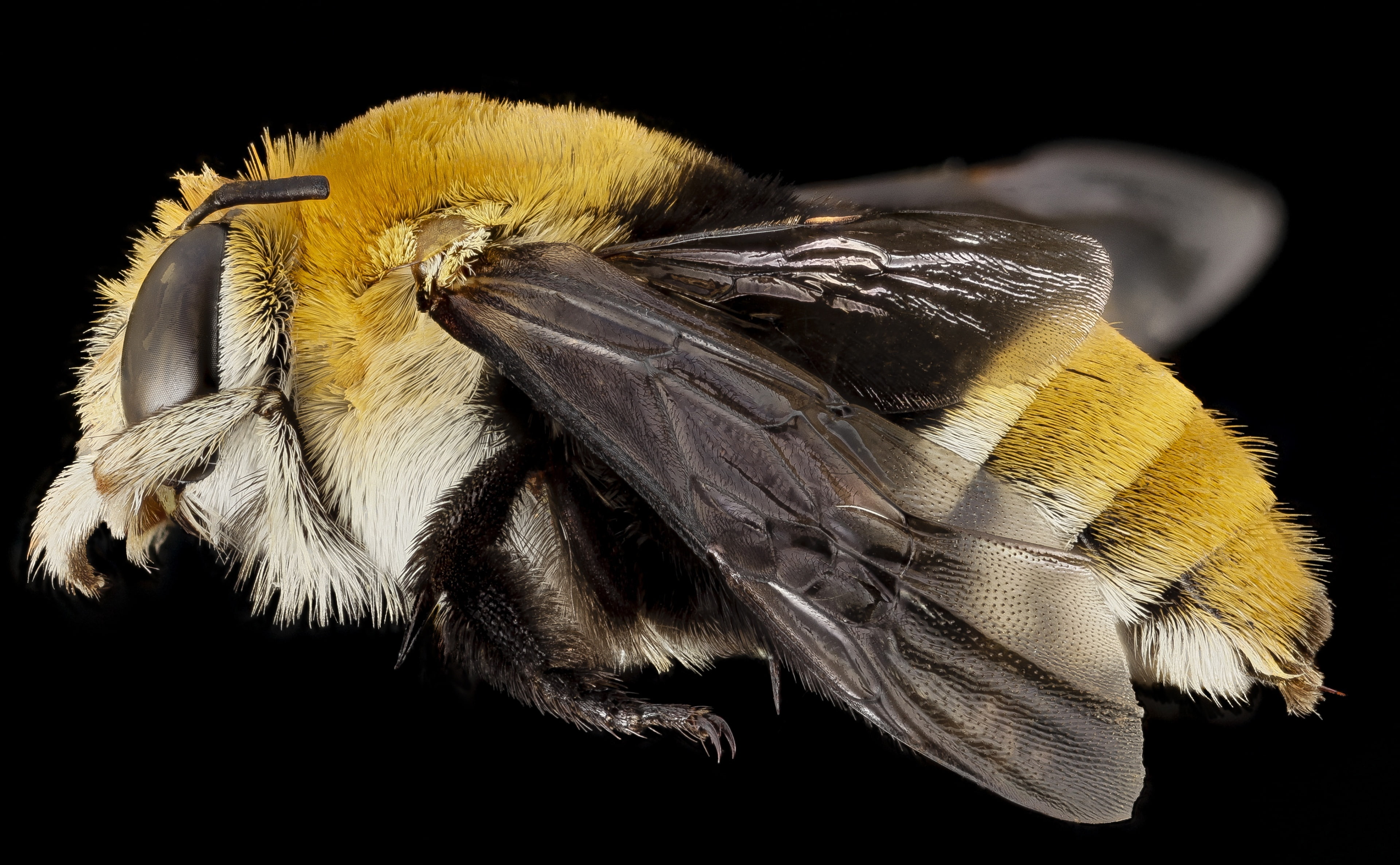 no people, Africa, animal, Species, fragility, Buzz, black background, animals in the wild, one animal, invertebrate, animal wing, buzzpollinate, plant, HD Wallpaper