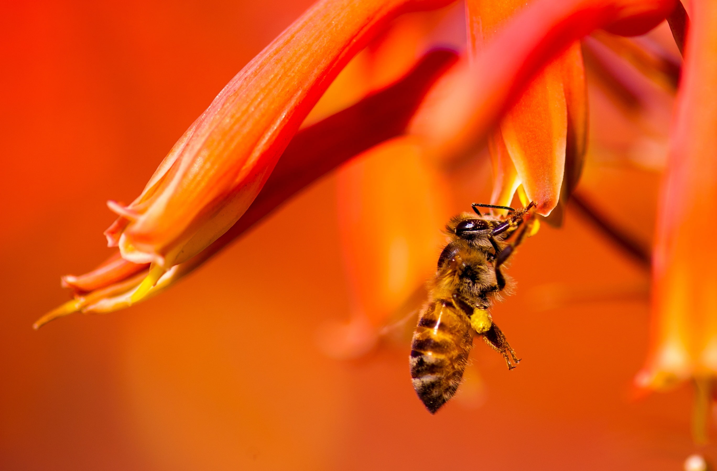 Plant, Animals, freshness, petal, fauna, animal wildlife, one animal, invertebrate, apoidea, orange color, Nectar, Photography, Focus, flower head, losangeles, HD Wallpaper