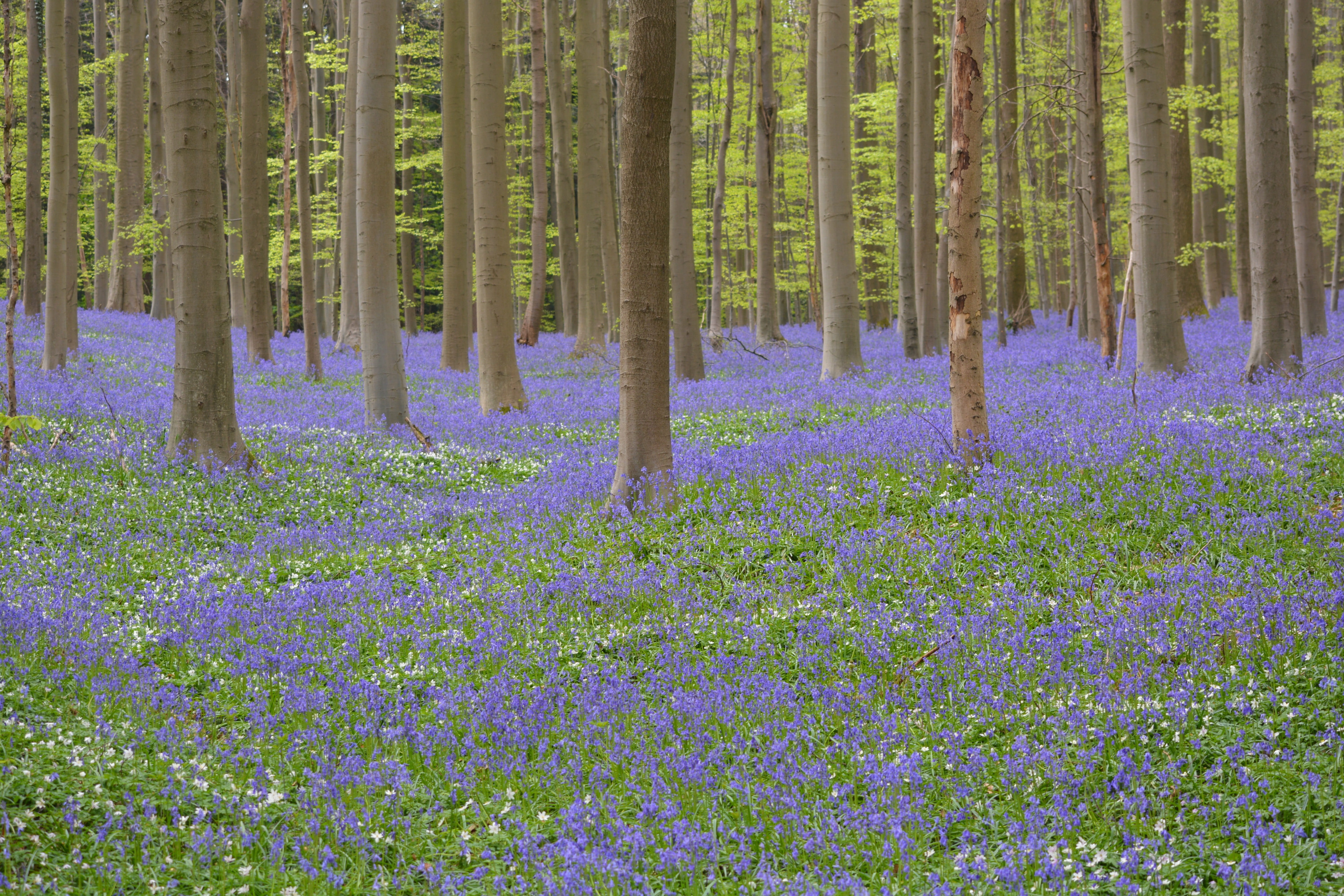 plant, bluebell, tranquility, flowering plant, growth, tree, springtime, flower, flowers, green color, tranquil scene, scenics - nature, no people, flowerbed, HD Wallpaper