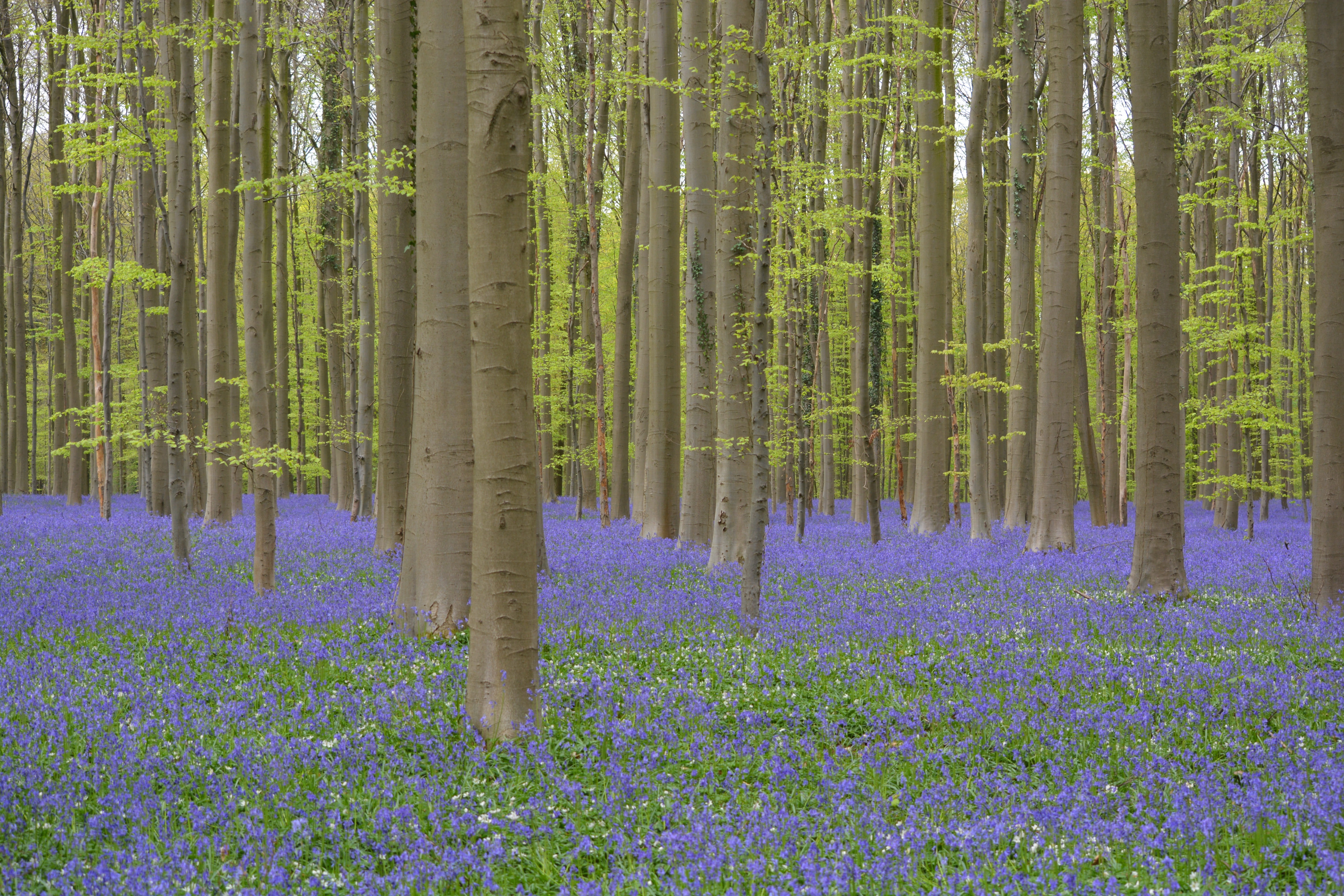 scenics - nature, tranquil scene, trunk, coniferous tree, land, Bluebell, day, green color, flowering plant, pine tree, tree trunk, Flowers, no people, HD Wallpaper