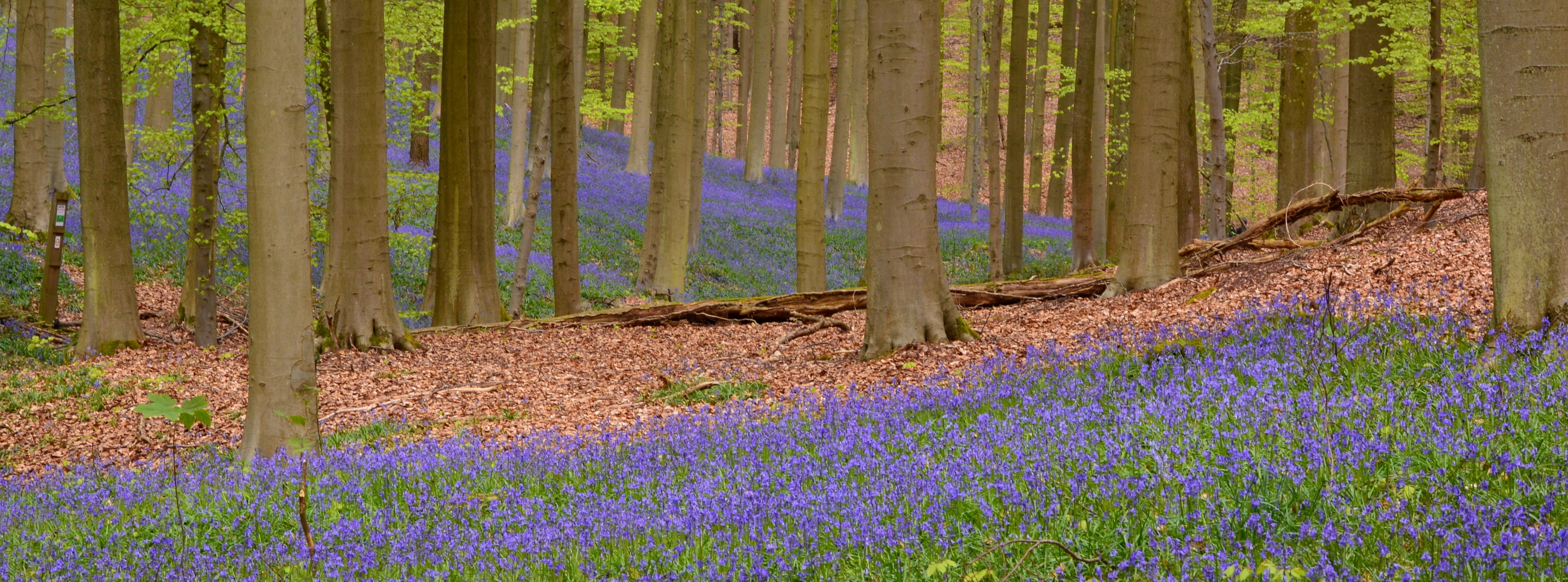 tranquil scene, landscape, tree trunk, petaled, growth, purple, hallerbos, bluebells, tranquility, beauty, 4K, trees, springtime, flowerbed, leaf, flowers, HD Wallpaper