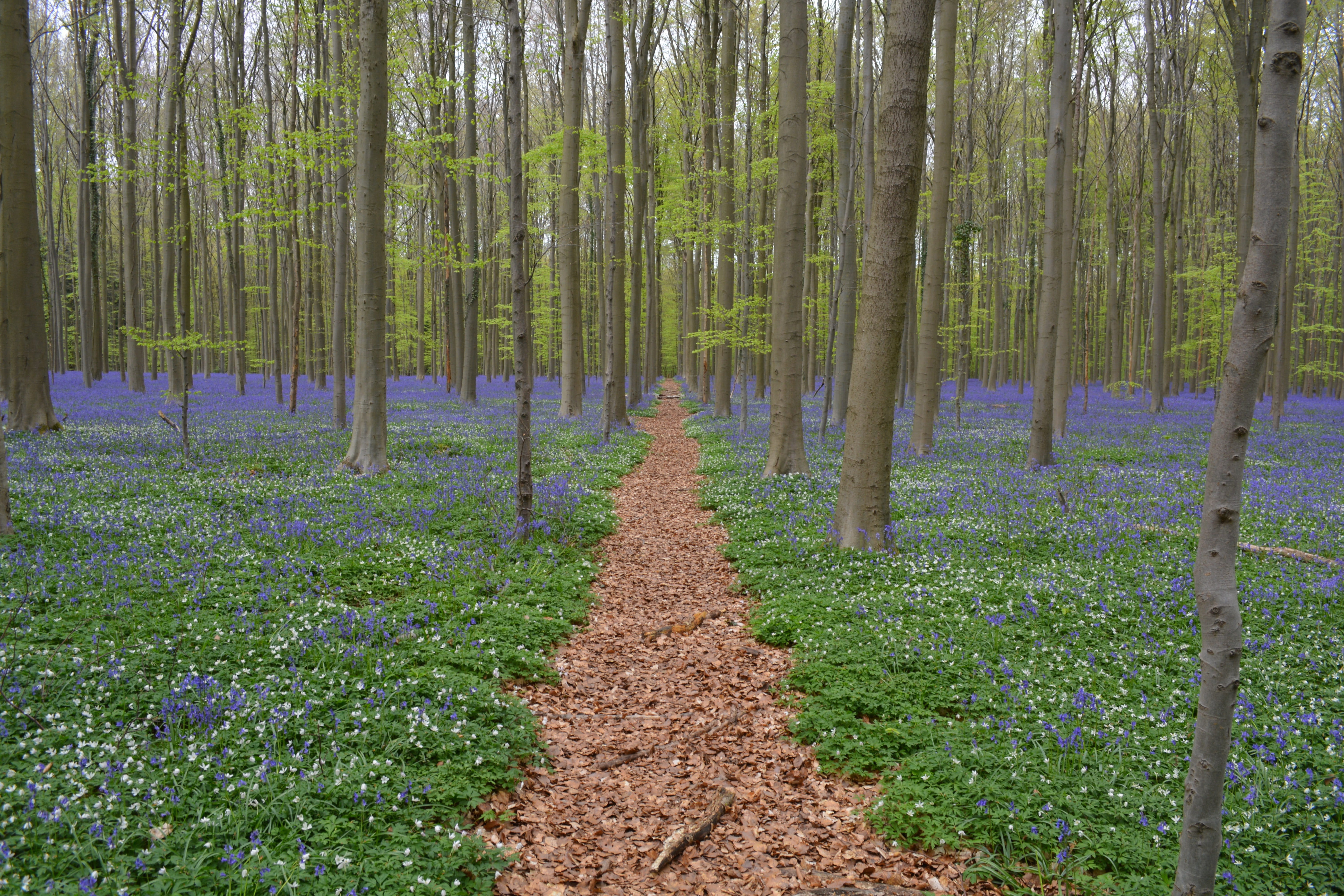 direction, beauty In Nature, Bluebell, day, landscape, nature, Flowers, scenics - nature, tranquil scene, springtime, 5K, woodland, outdoors, tranquility, HD Wallpaper