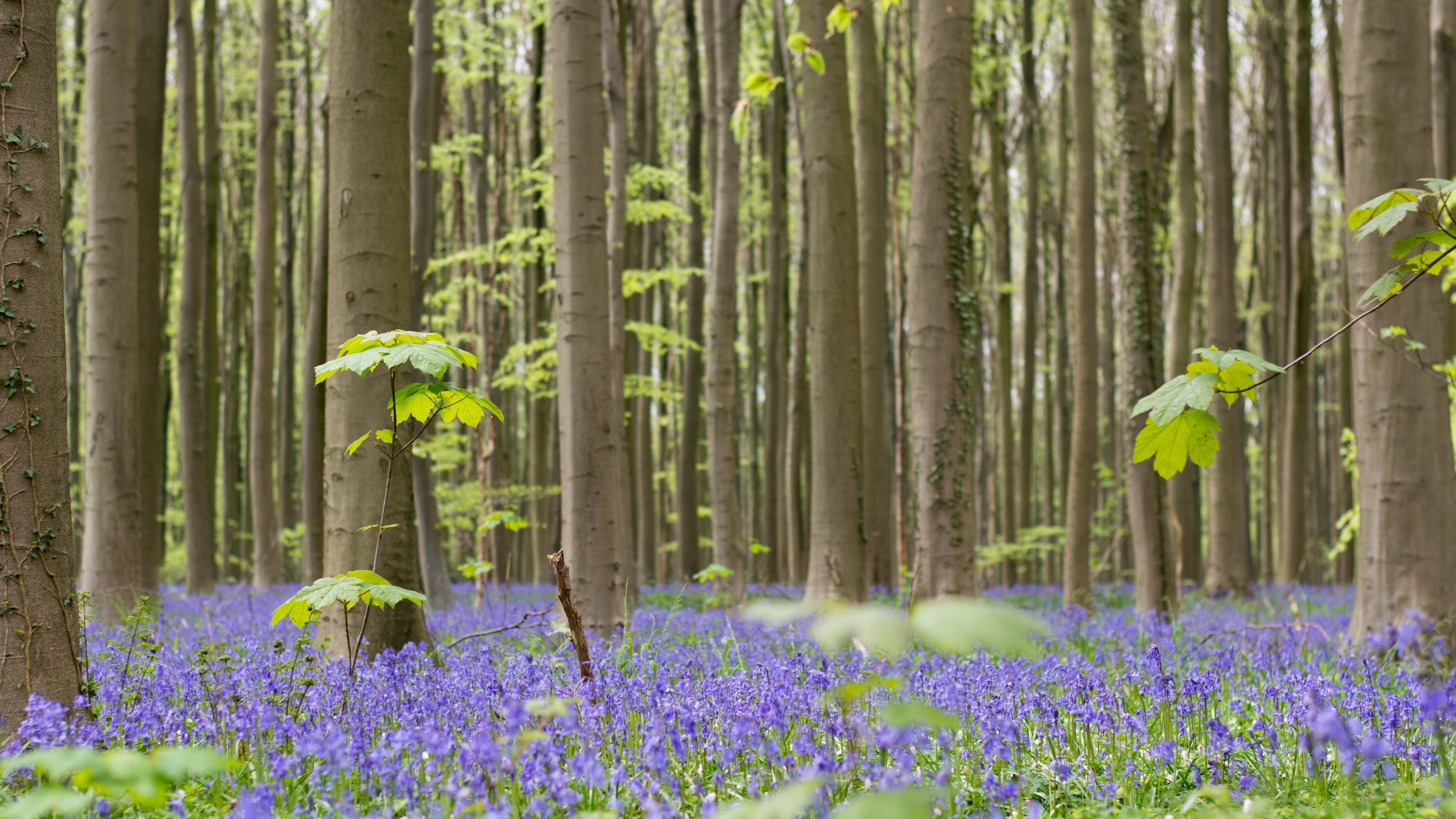 trunk, flora, land, freshness, flower carpet, tree trunk, growth, purple, wildflower, green color, bluebell, flower, outdoors, day, tree, bluebell carpet, HD Wallpaper