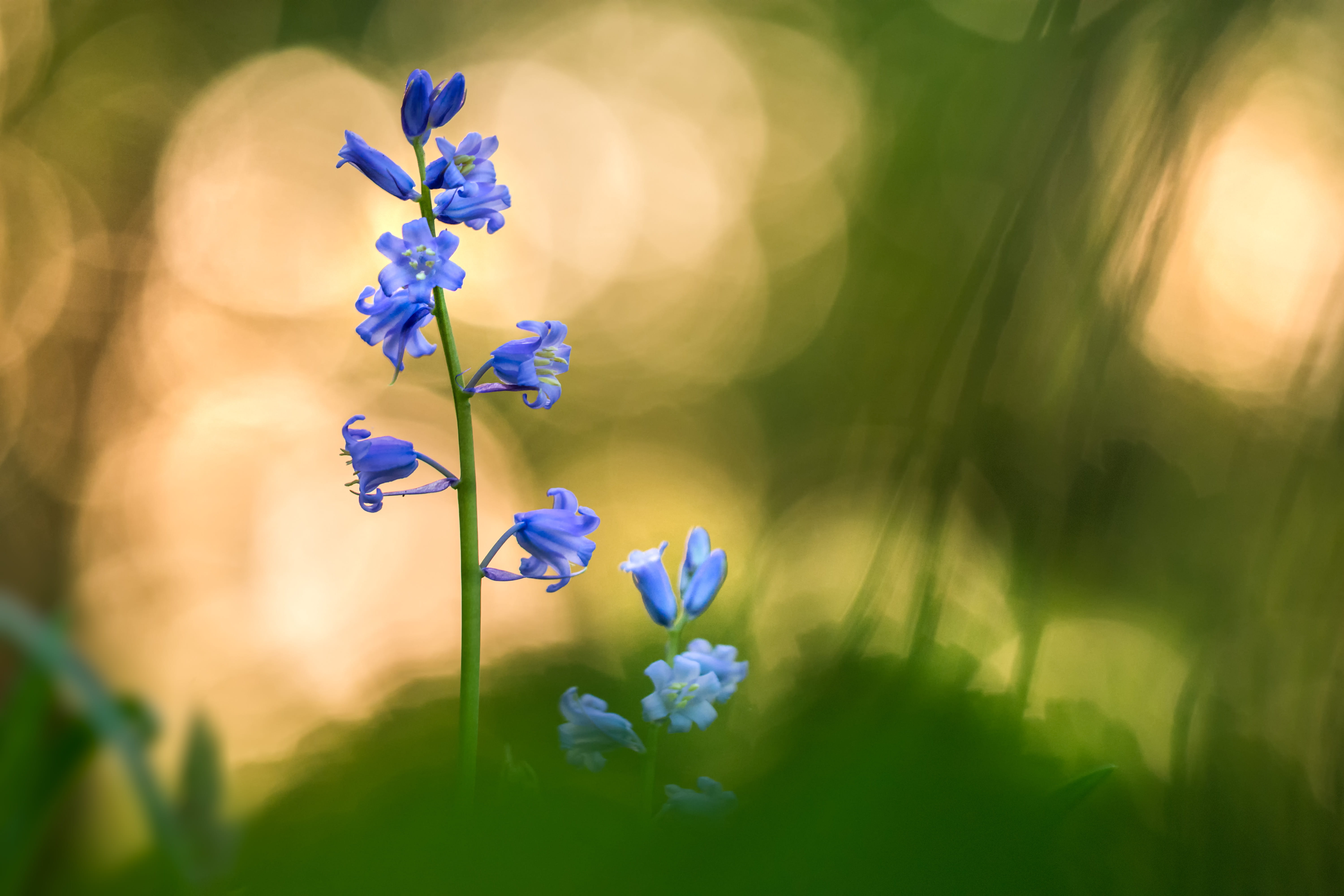 inflorescence, selective focus, vulnerability, field, flower, no people, focus on foreground, 5K, flower head, plant, petal, nature, boshyacinth, flowerbed, HD Wallpaper