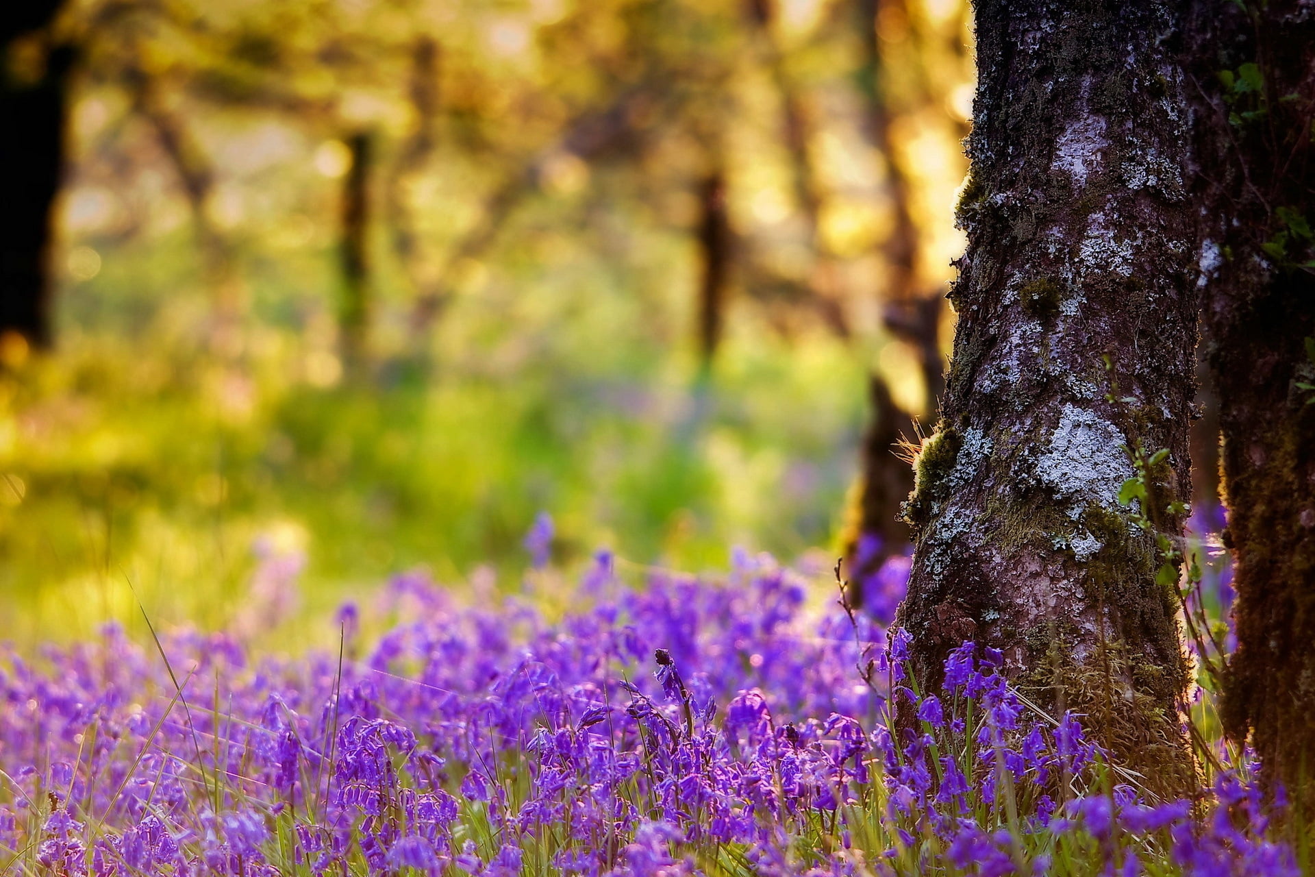 no People, flower Head, tree, rural Scene, non-Urban Scene, bright, vibrant Color, park - Man Made Space, leaf, bluebell, purple, blossom, beauty In Nature, HD Wallpaper