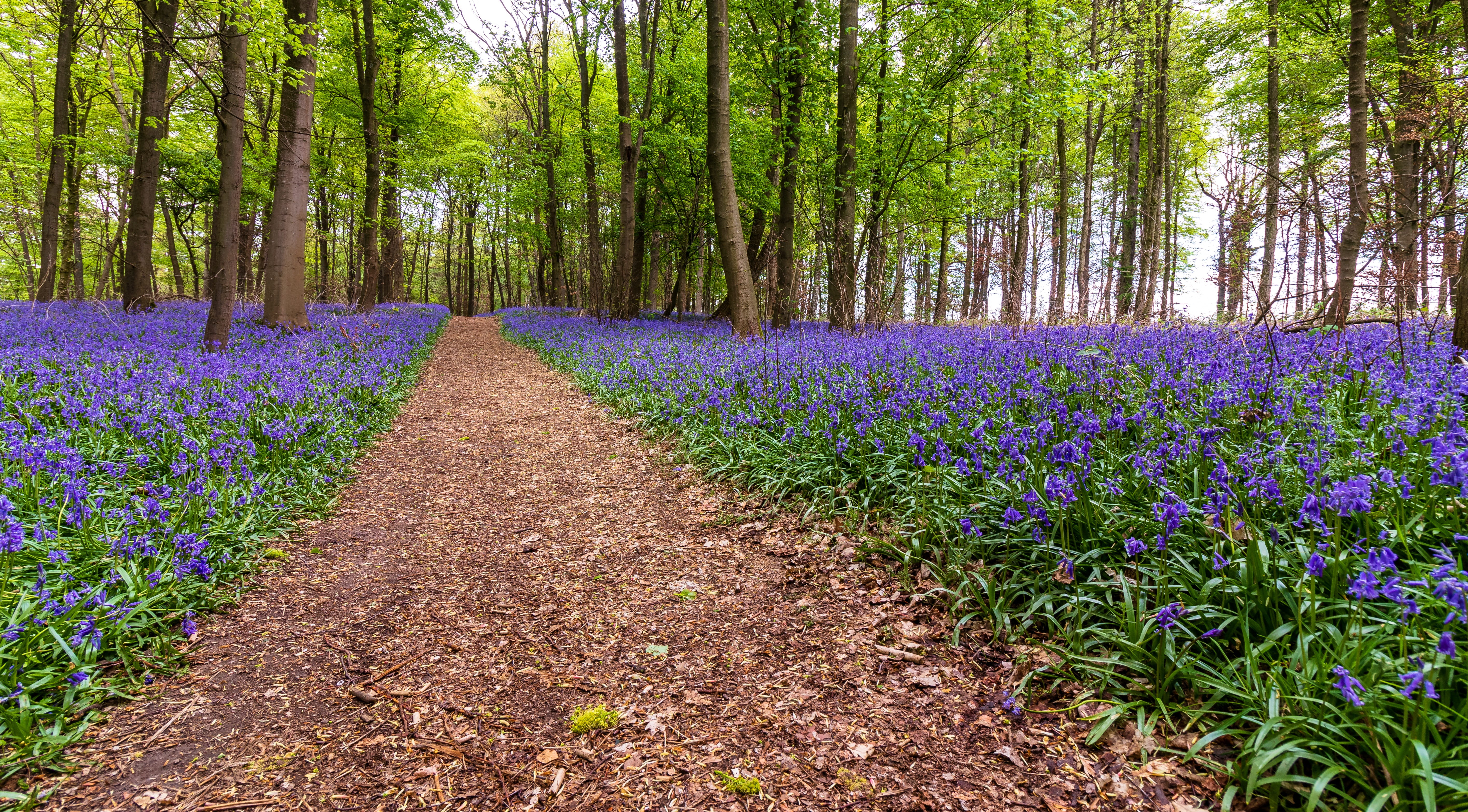 spring, beauty in nature, outdoors, land, field, plant, tree, purple, flower, tranquility, forest, flowerbed, bluebell, blue, landscape, day, 5K, freshness, HD Wallpaper