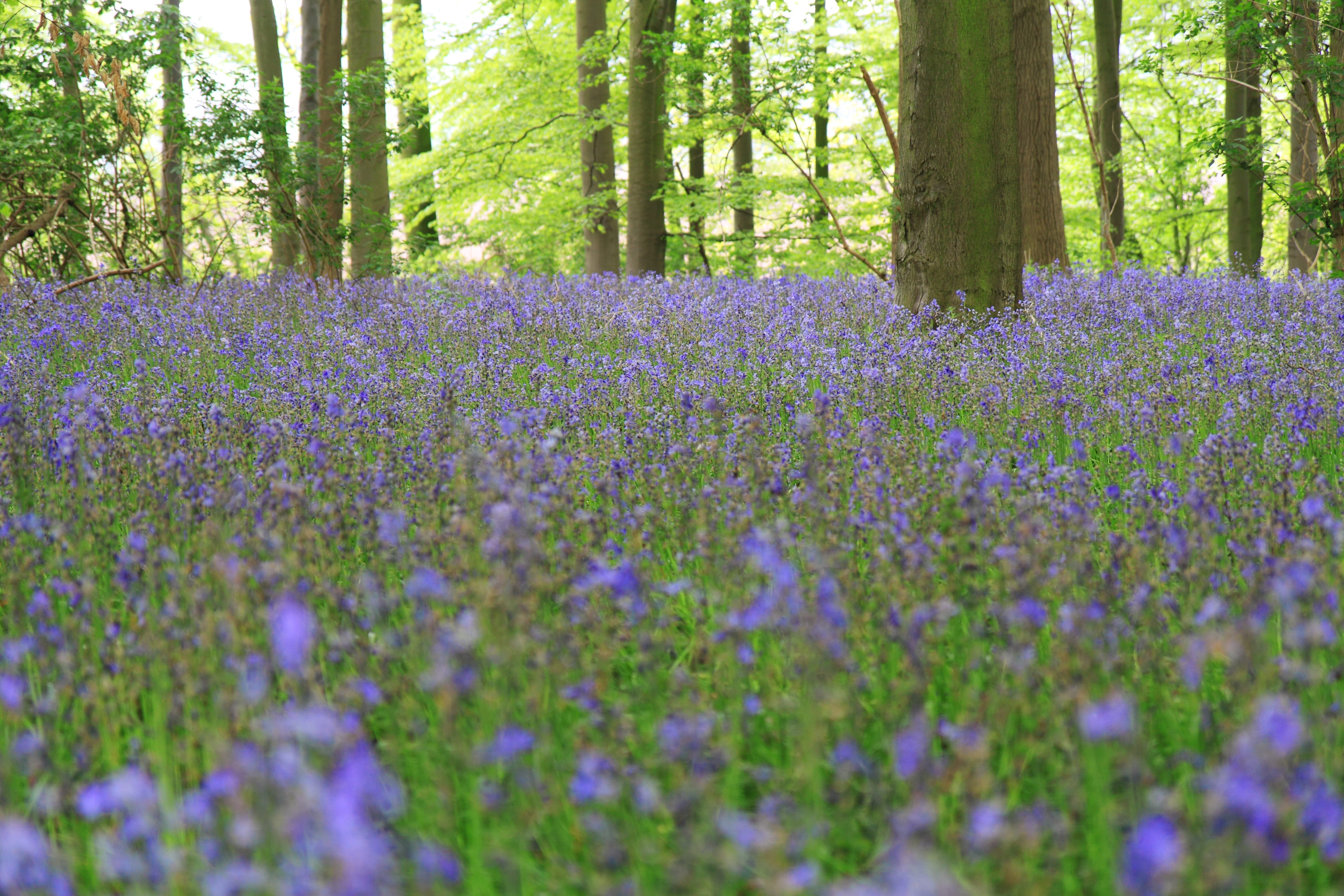 fragility, foliage, trees, growth, forest, woodland, landscape, land, Bluebells, flowerbed, day, outdoors, England, flowering plant, tranquility, flower, HD Wallpaper