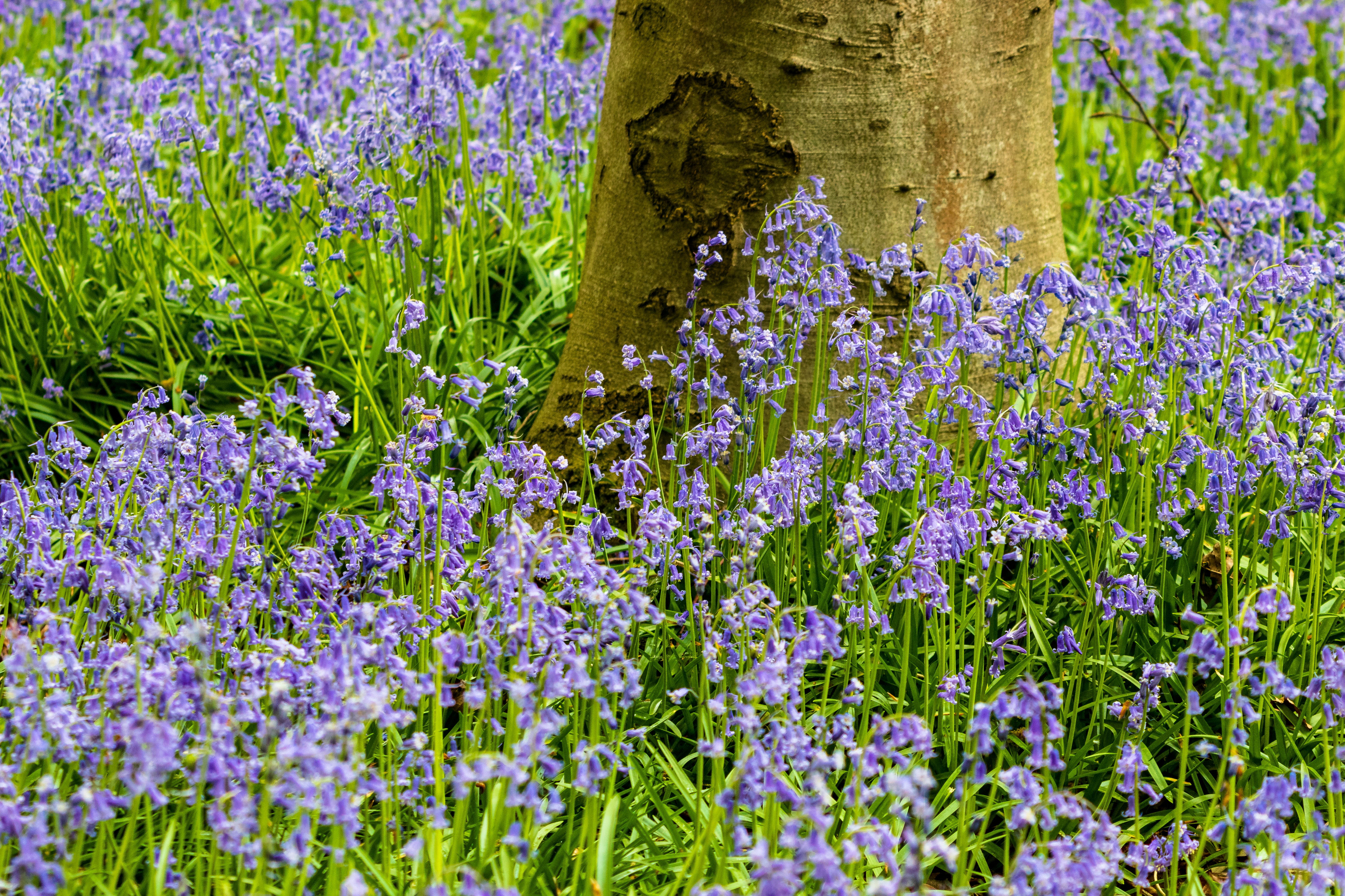 tranquility, green color, close-up, flowering plant, no people, fragility, purple, vulnerability, outdoors, landscape, architecture, blue, bloom, land, HD Wallpaper