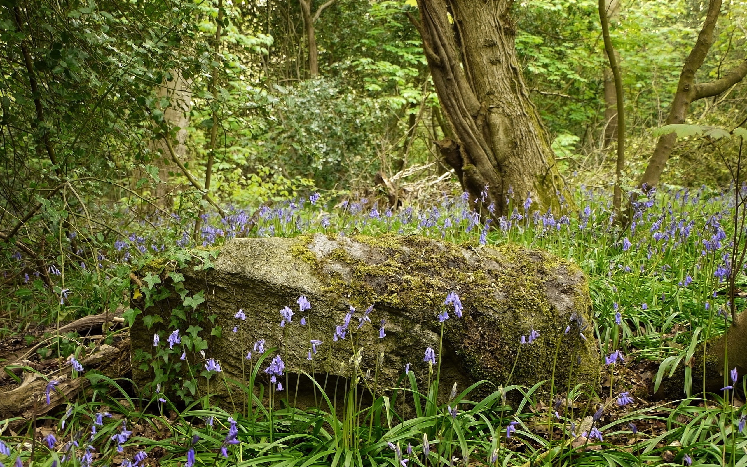 blossom, tree, purple, flowers, flower Head, forest, woodland, uncultivated, trunk, season, flowering plant, nature, backgrounds, botany, tranquil scene, HD Wallpaper