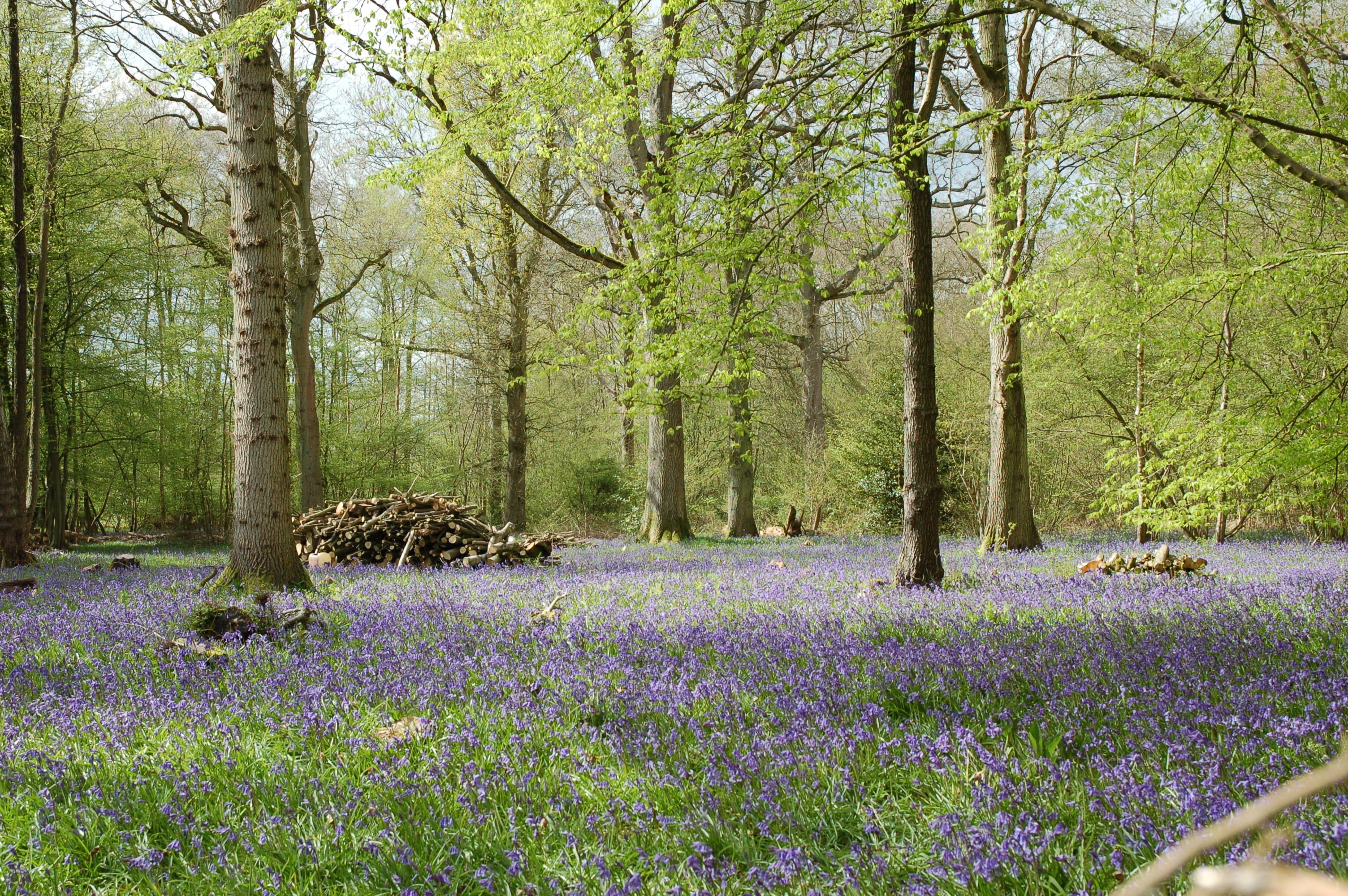 non-urban scene, trunk, flower, beauty In Nature, bluebell, no People, growth, woodland, purple, countryside, nature, 2K, Forest, springtime, day, spring, HD Wallpaper