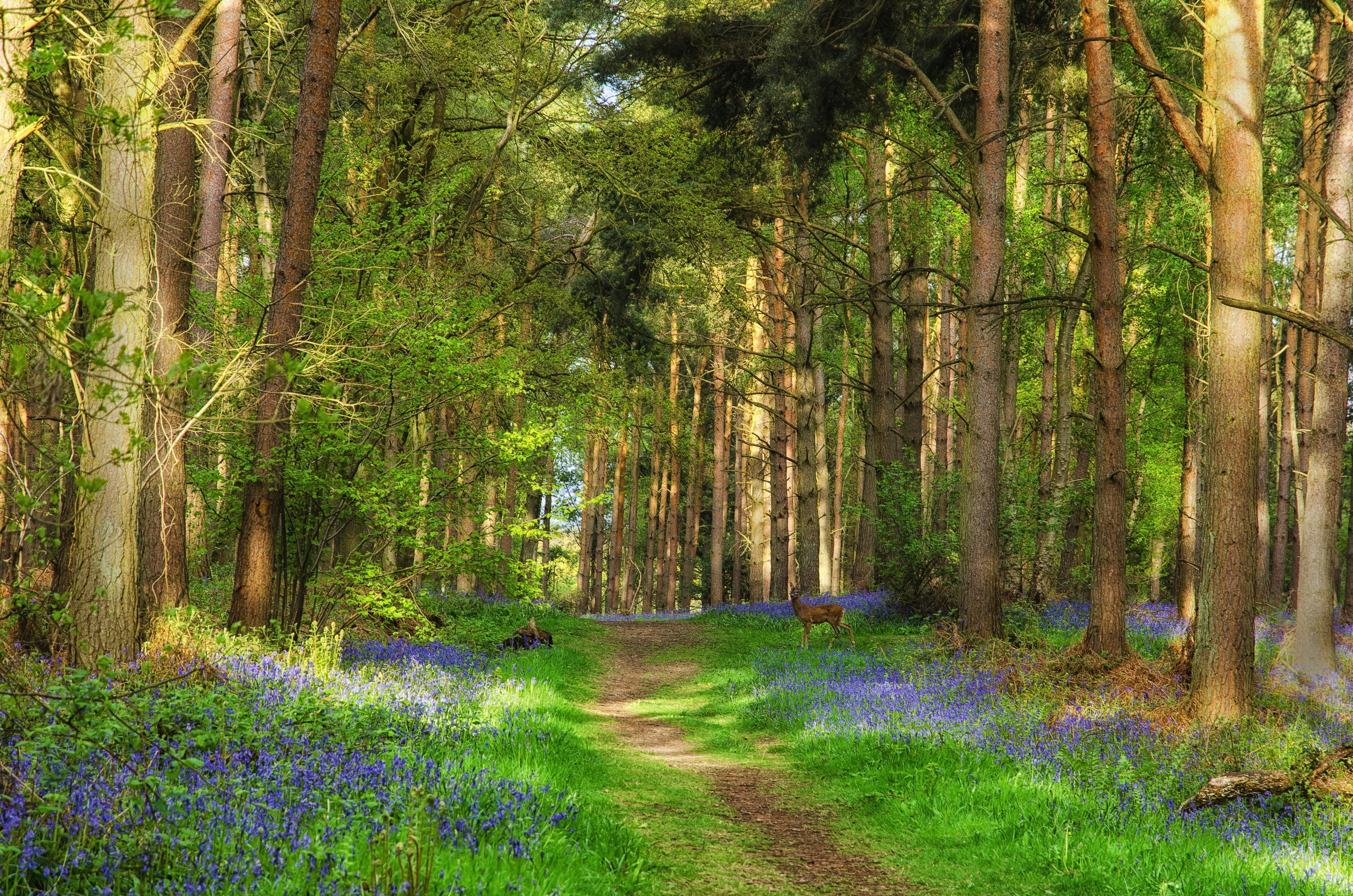 rural Scene, autumn, scenics, lush Foliage, deer, Green, scenics - nature, no People, plant, land, tranquility, tree, bluebell, environment, park - Man Made Space, HD Wallpaper
