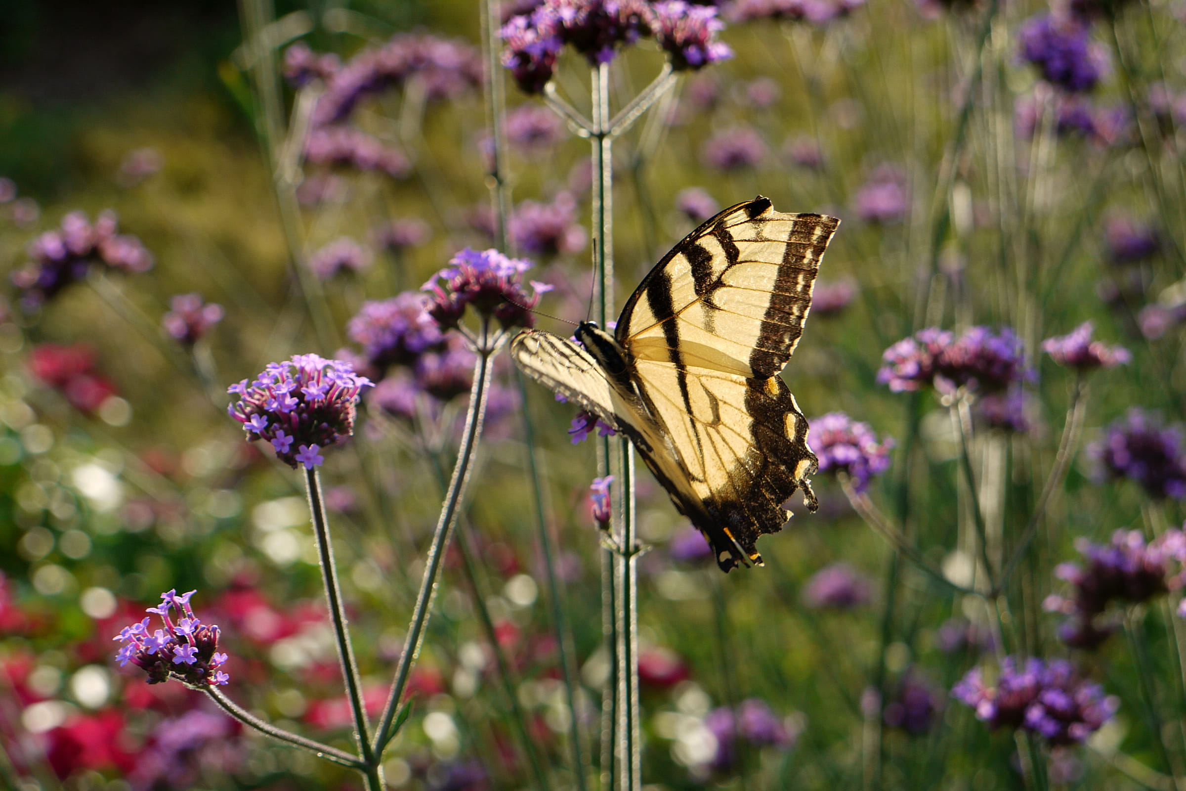 1080P, flowers photos, nature, fragility, black, butterfly image, invertebrate, pictures of flowers, beautiful flowers images, vulnerability, animal wildlife, HD Wallpaper