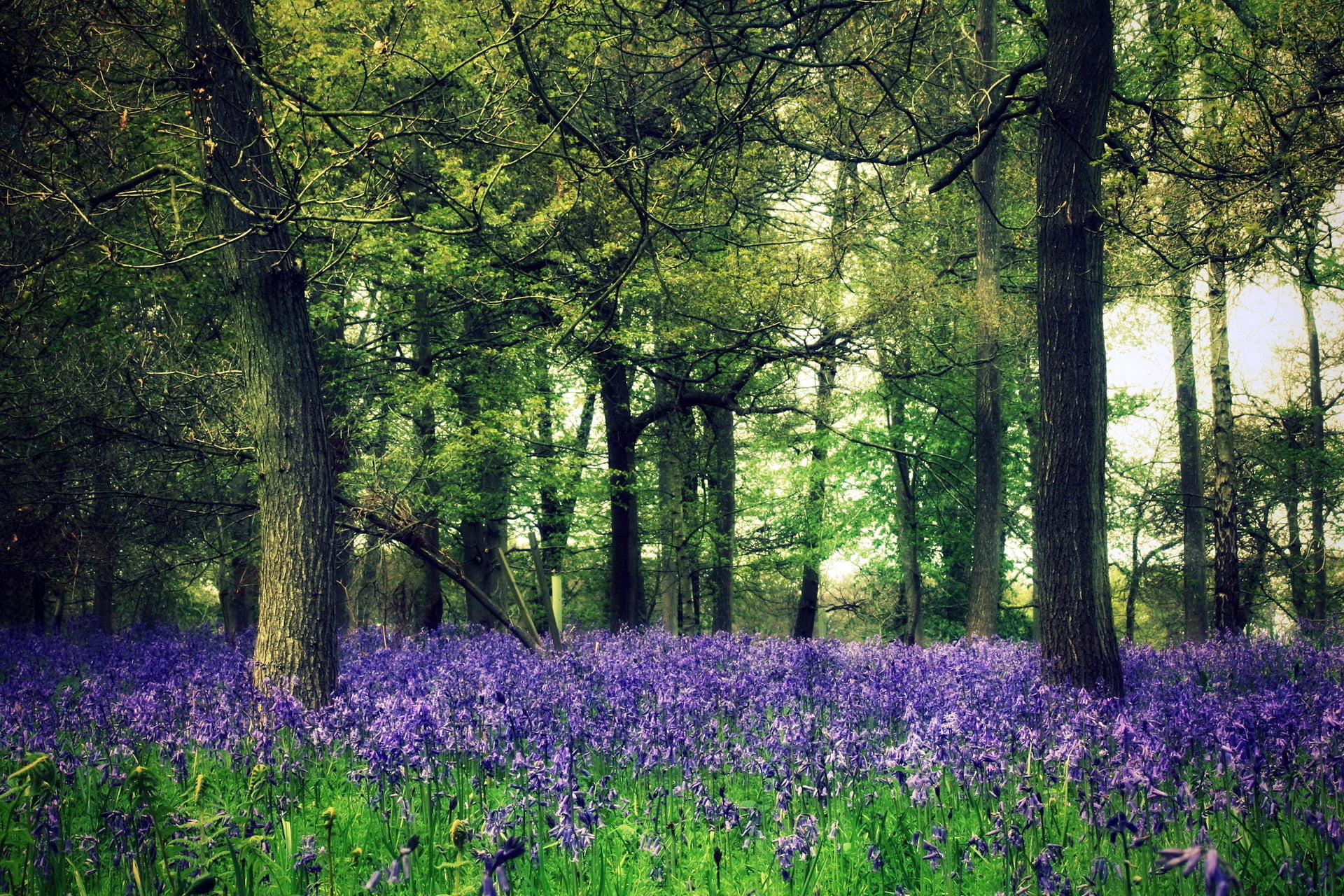 grass, flowering plant, green Color, summer, beauty In Nature, lavender, meadow, no People, scenics - nature, forest, day, park - Man Made Space, nature, HD Wallpaper