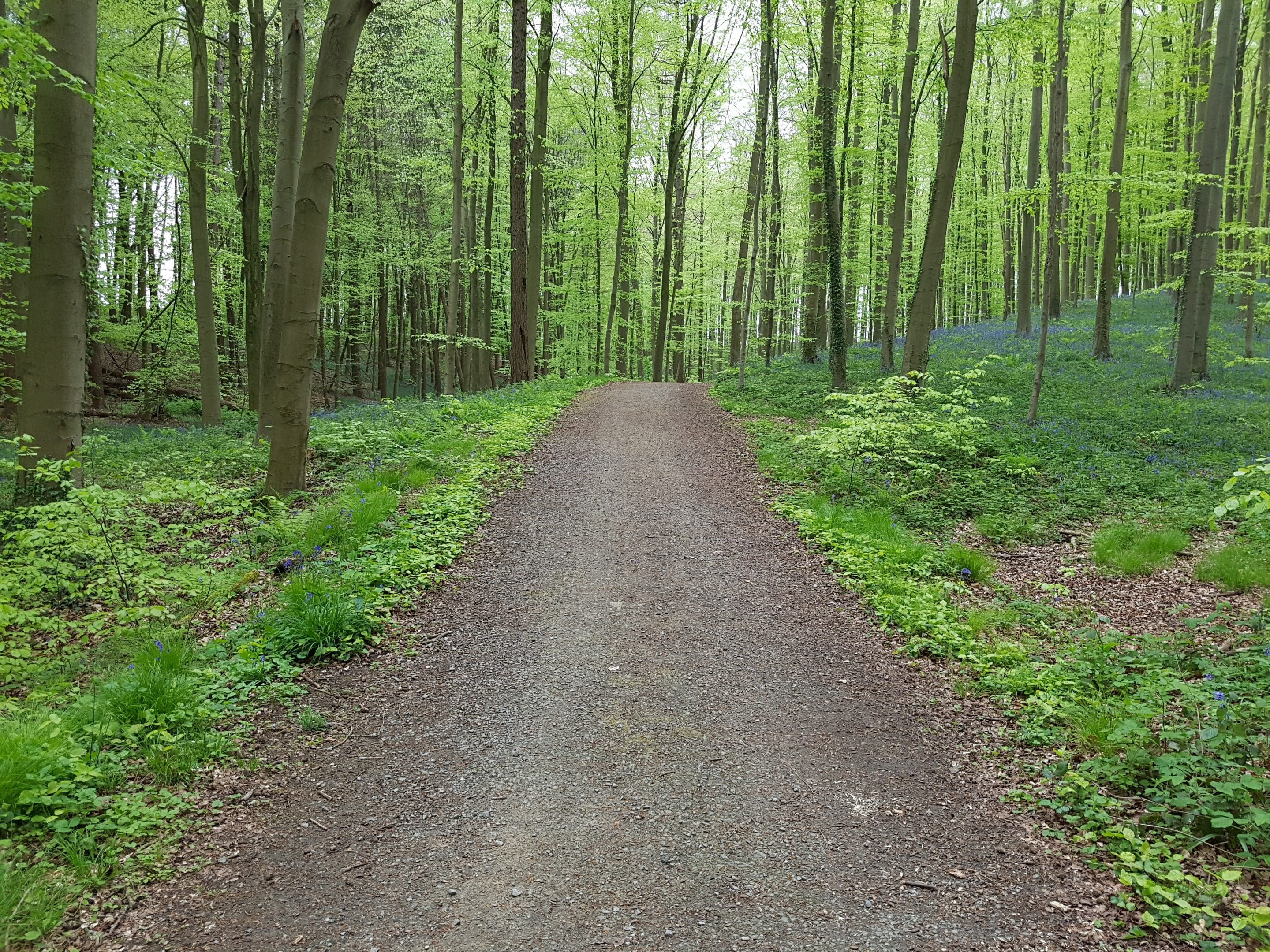 green, non-urban scene, tranquility, blossom, 2K, direction, natural, tree trunk, wood, park, transportation, tree, blue, spring, pine woodland, growth, HD Wallpaper