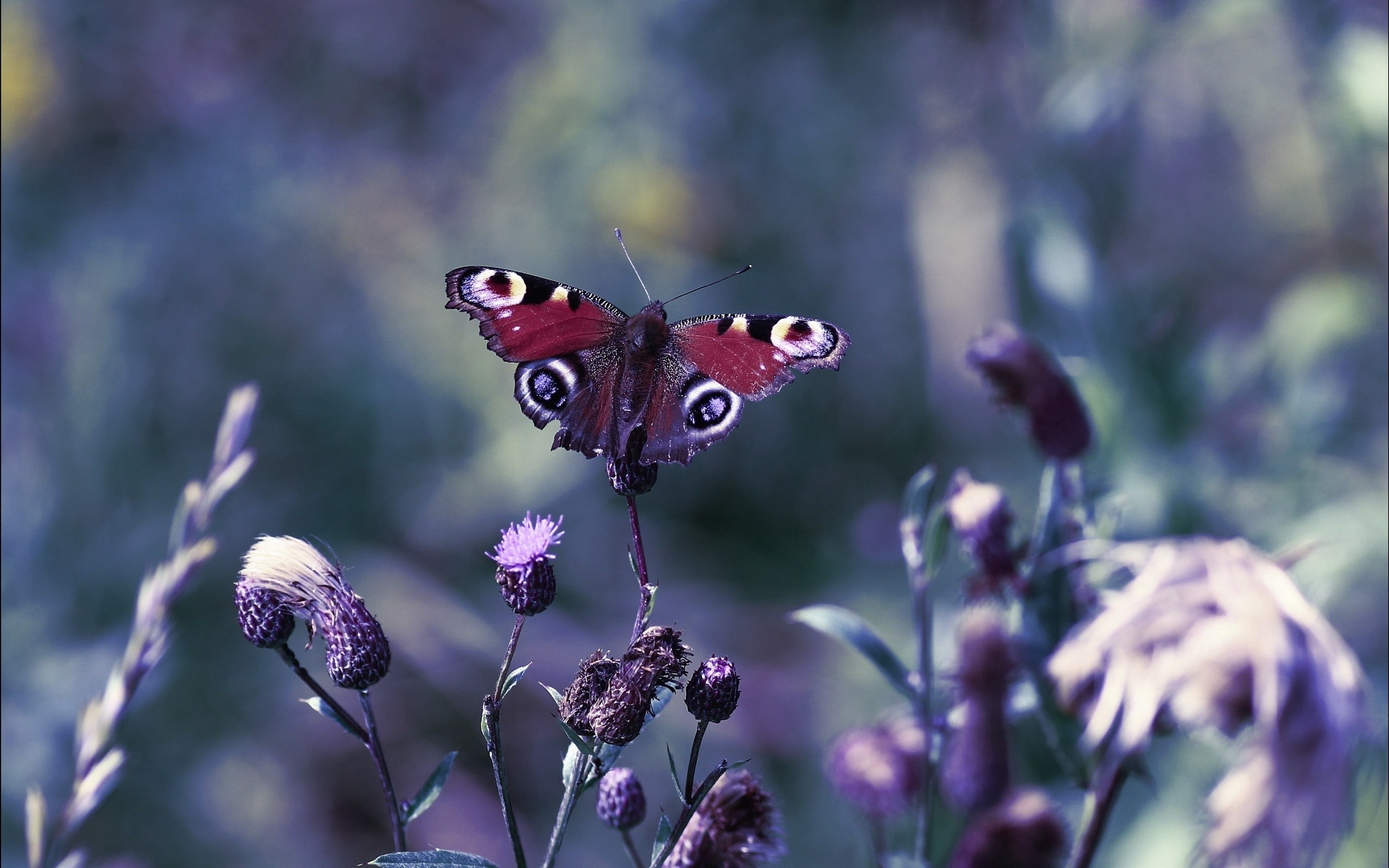 no people, animal wildlife, freshness, summer, white, day, invertebrate, blue, grass, color Image, butterfly, black, flower, green Color, multi Colored, HD Wallpaper