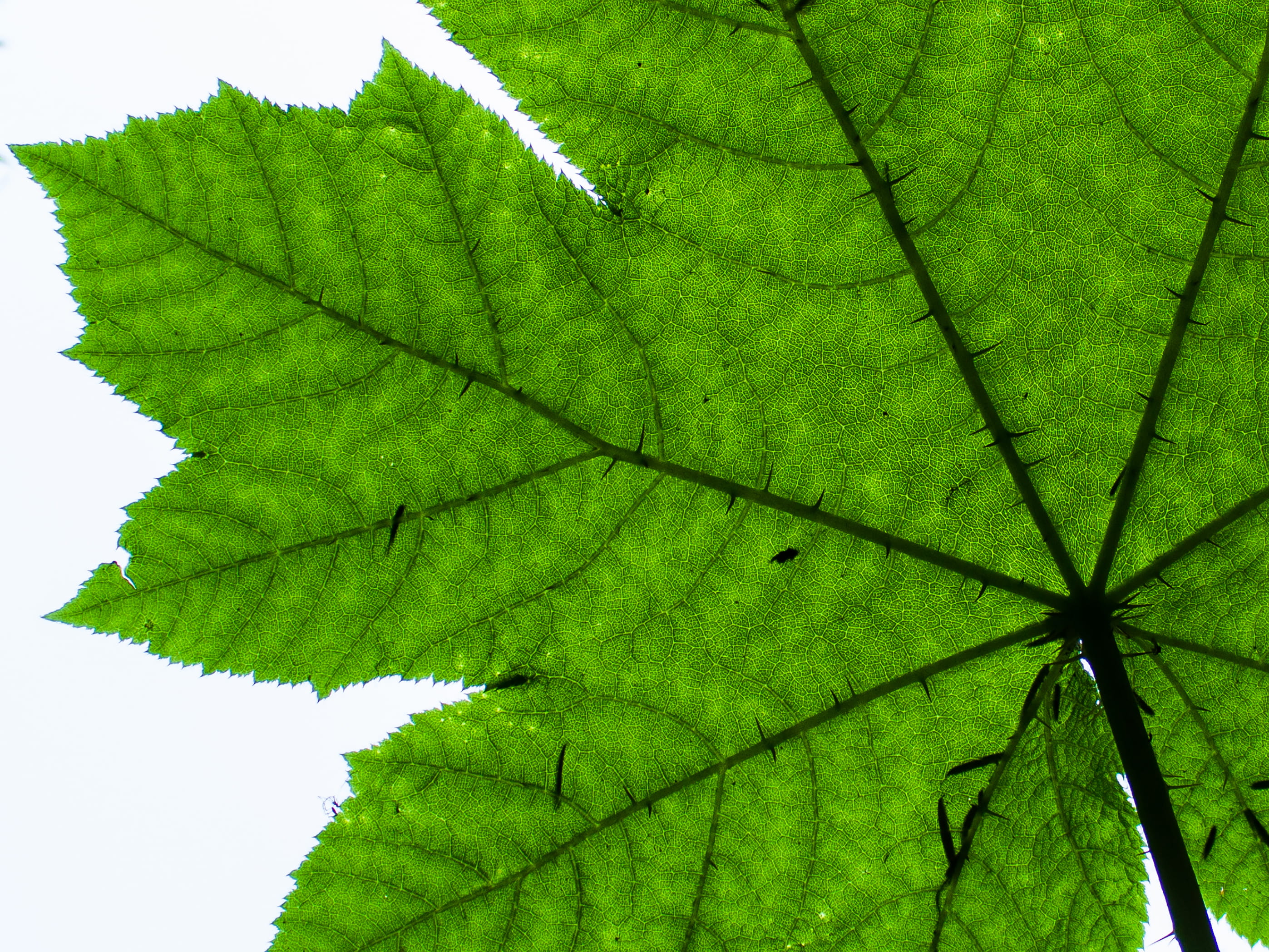 united states, light, texture, veins, leaf, sharp, nature photography, no people, growth, autumn, forest, outdoors, close-up, prick, green, flora, leaf vein, HD Wallpaper