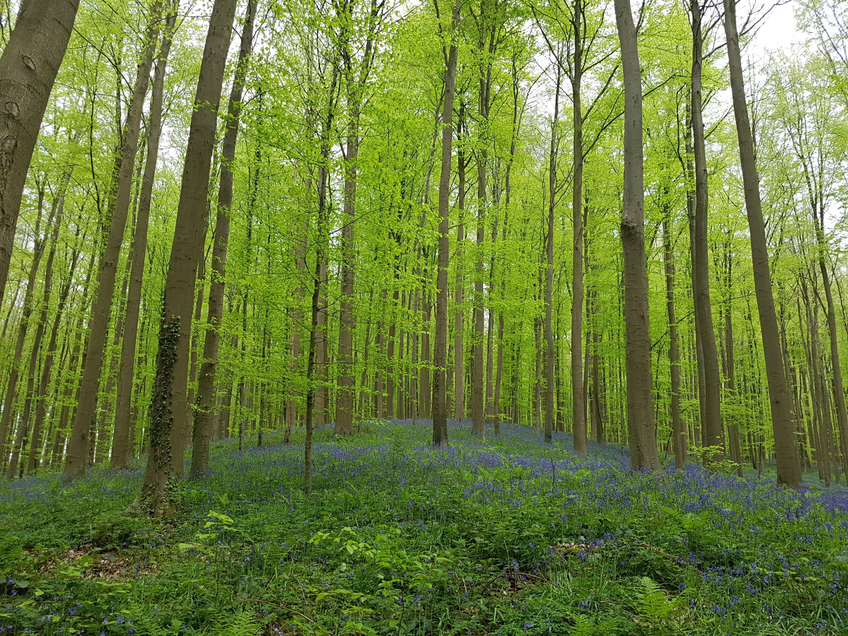 belgium, lush foliage, tranquility, 2K, spring, trunk, pine tree, land, purple, nature, forest, tree, natural, landscape, no people, coniferous tree, tranquil scene, HD Wallpaper