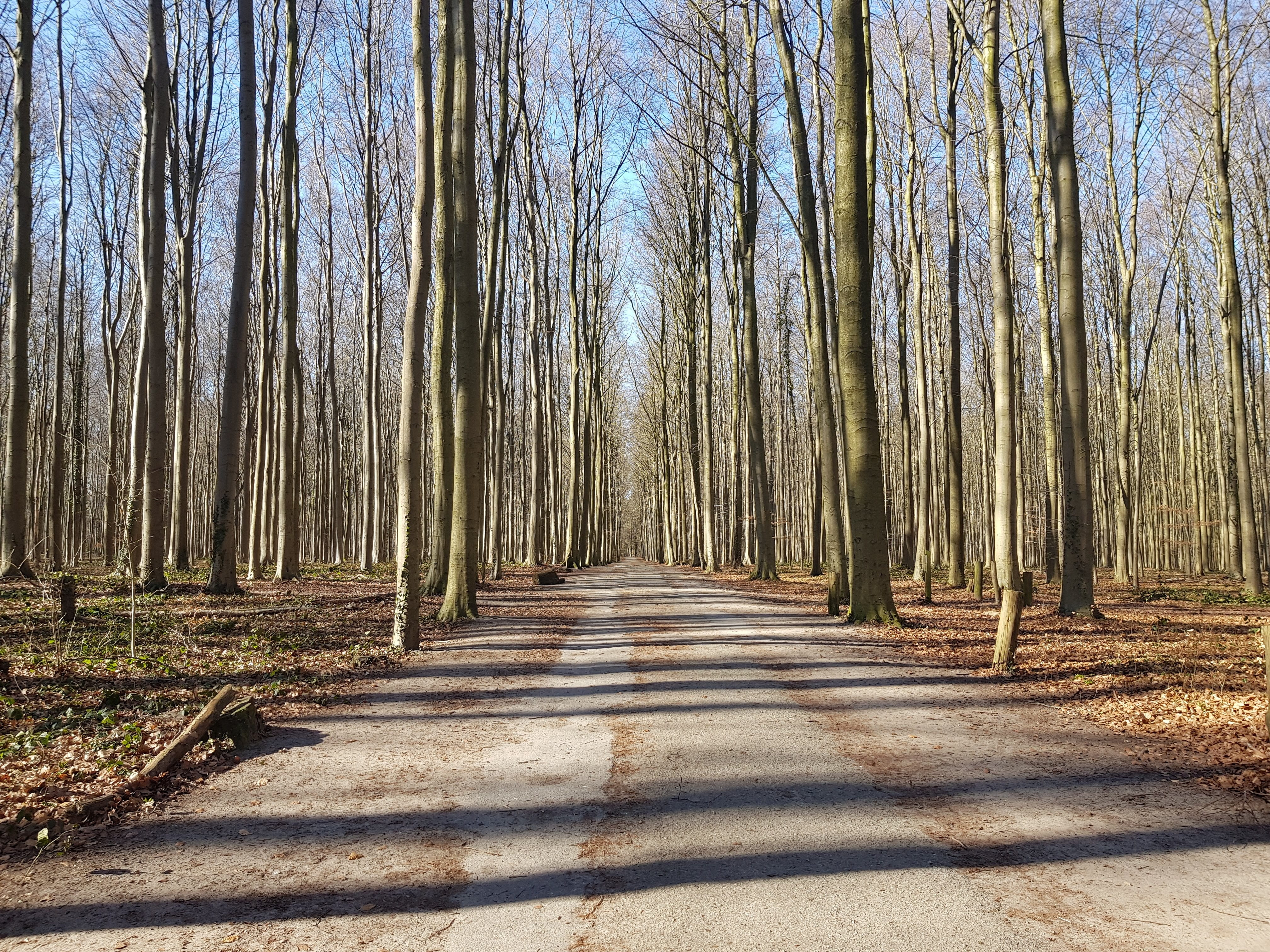 fall, growth, outdoors, brown, natural, no people, sky, scenic, beauty in nature, guidance, hall, direction, belgium, non-urban scene, foliage, dead trees, HD Wallpaper