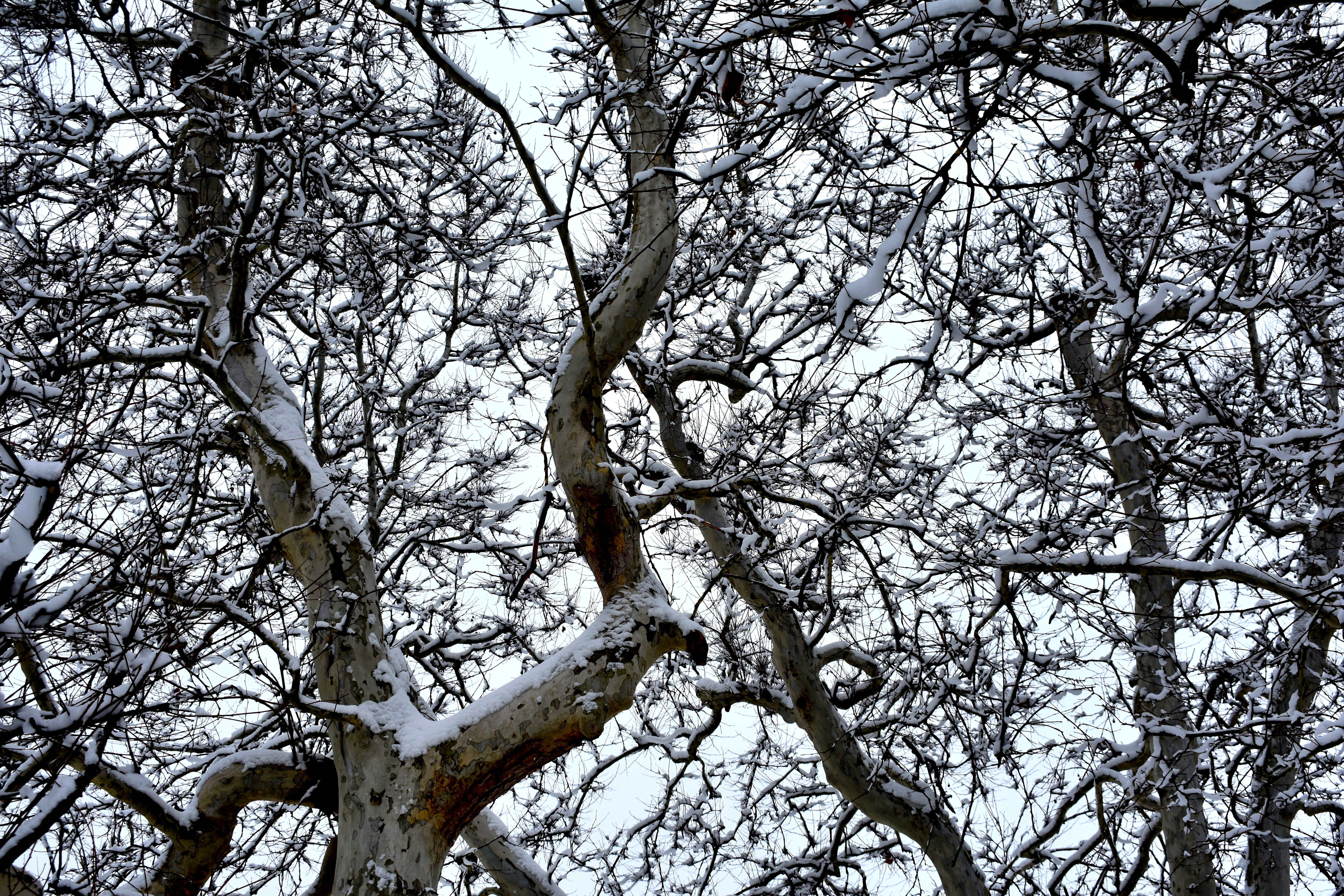 trees, branches, 5K, the sky, nature, silhouette, cold temperature, no people, day, scenics - nature, forest, beauty in nature, tree canopy, growth, full frame, HD Wallpaper