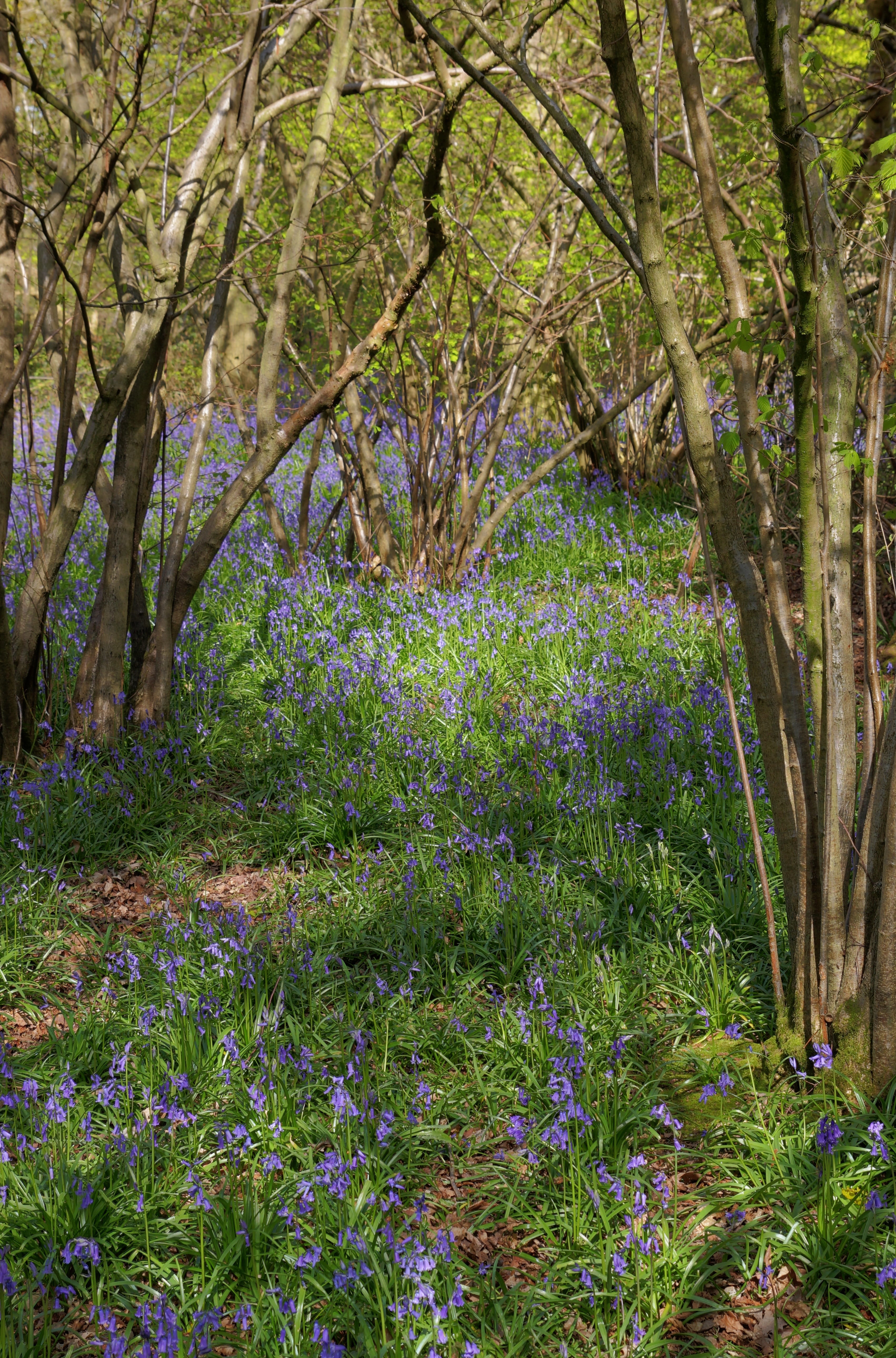 countryside, trees, tree trunk, growth, woodland, field, flower, blue, 5K, beauty in nature, bluebells, purple, day, wood, bluebell, land, tranquil scene, Phone HD Wallpaper