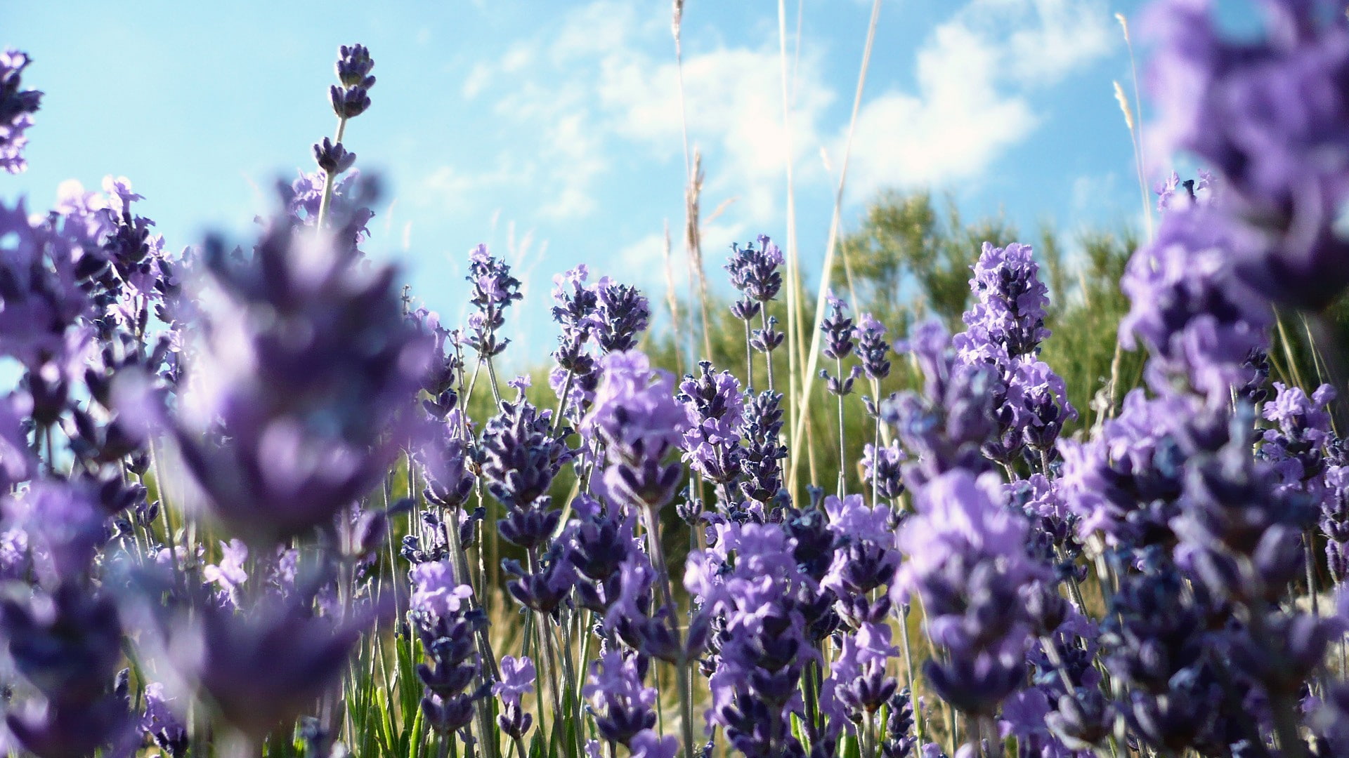 field, flowering plant, purple flowers, sky, freshness, lavender colored, no people, beauty in nature, lavender, nature, vulnerability, selective focus, HD Wallpaper
