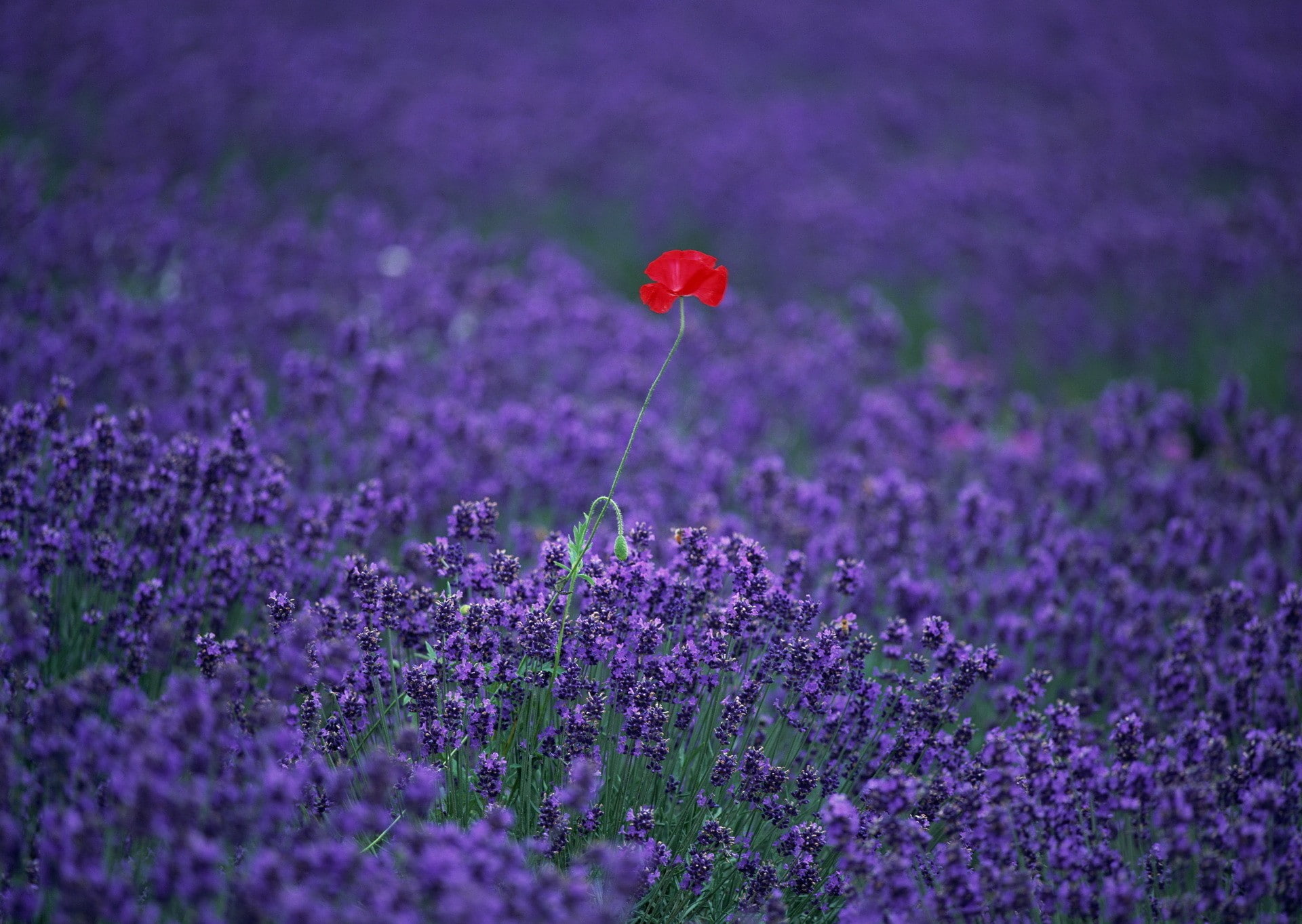 lavender, puppies, red flowers, 1080P, purple flowers, flowers, HD Wallpaper