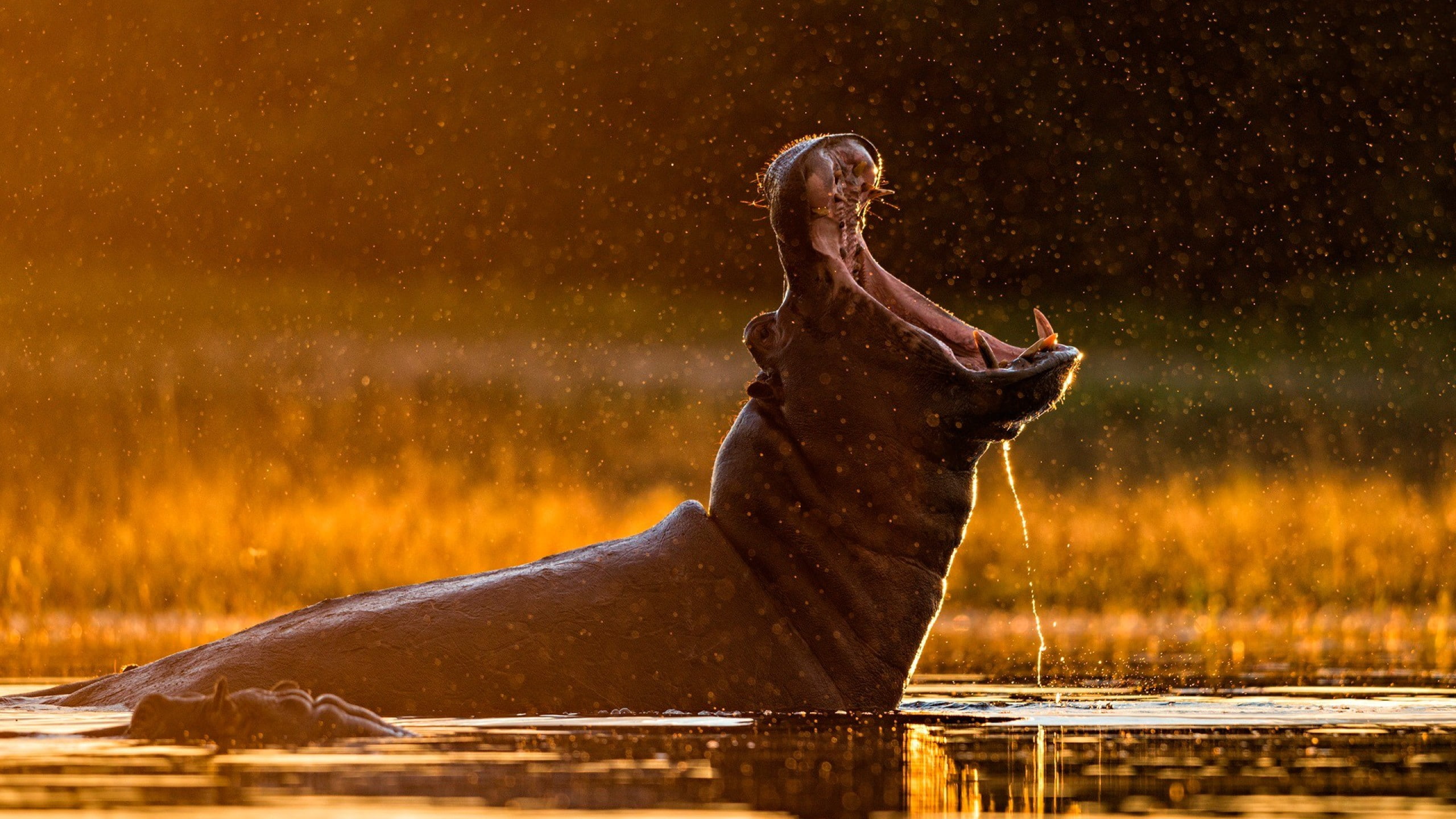 nature, one animal, sunlight, wildlife, sitting, adult, human body part, lake, 2K, water, hippos, one person, water drops, herbivorous, animal wildlife, HD Wallpaper