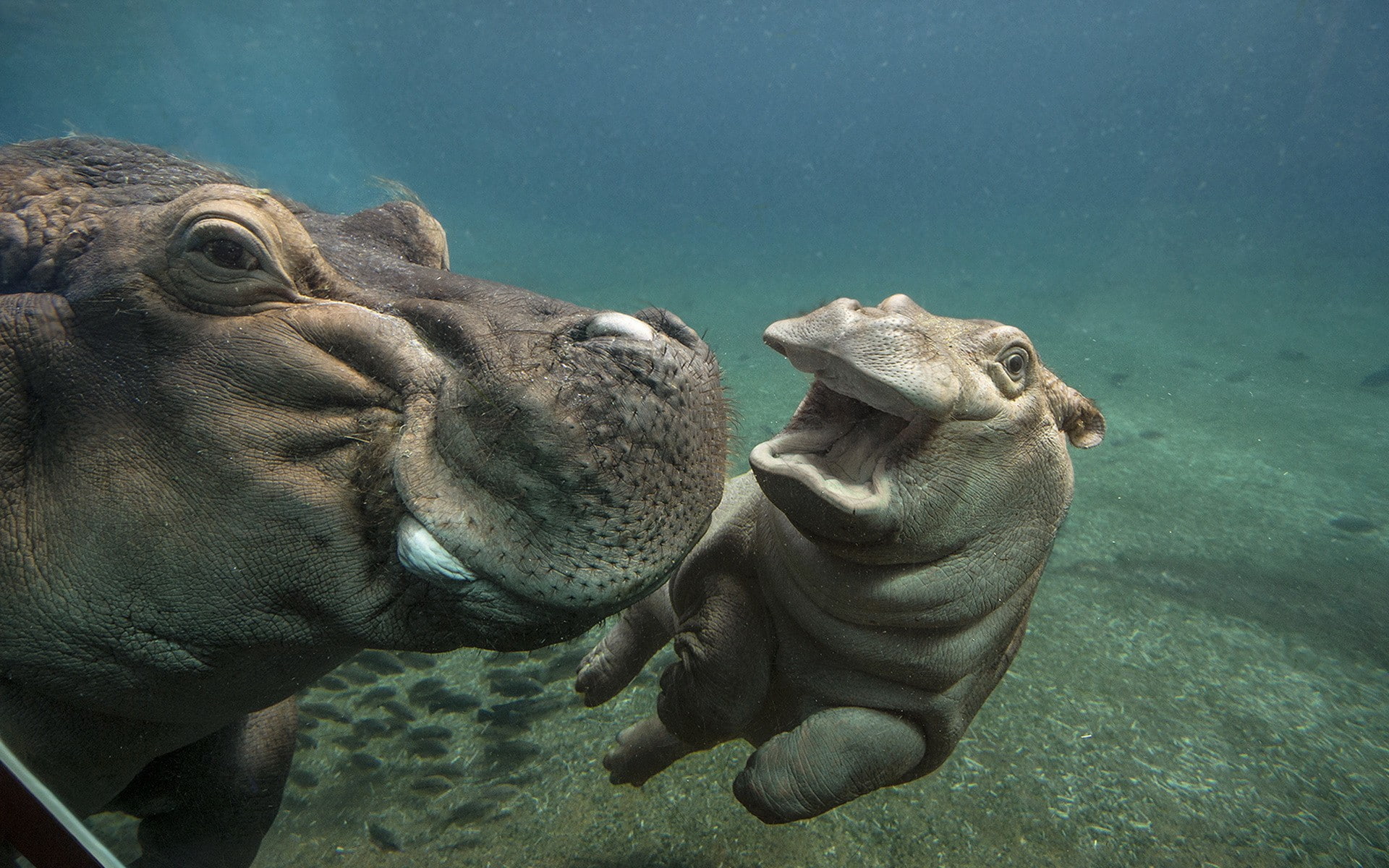 zoo, nature, hippos, water, 1080P, HD Wallpaper