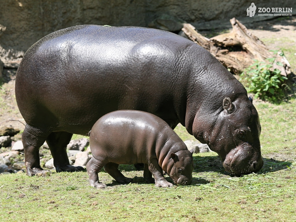 baby, Green, hd, learning, animals, art, mom, hippo, 480P, grass, HD Wallpaper