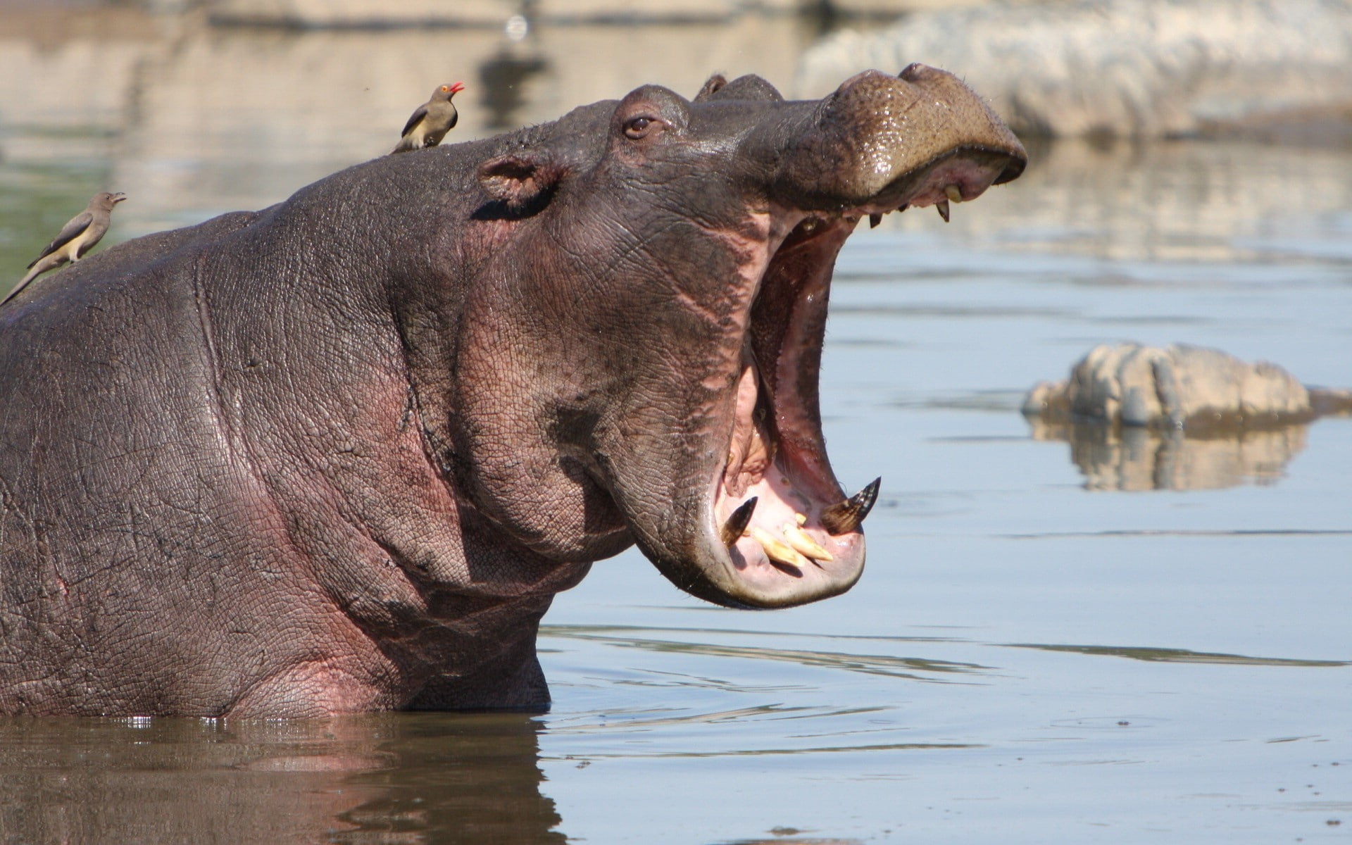 profile view, close-up, gray, animal themes, animal wildlife, focus on foreground, animals In The Wild, large, lake, nature, mammal, outdoors, angry, herbivorous, HD Wallpaper