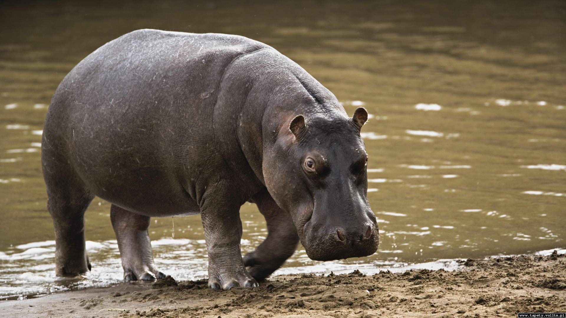 Animal, 1080P, Hippo, HD Wallpaper