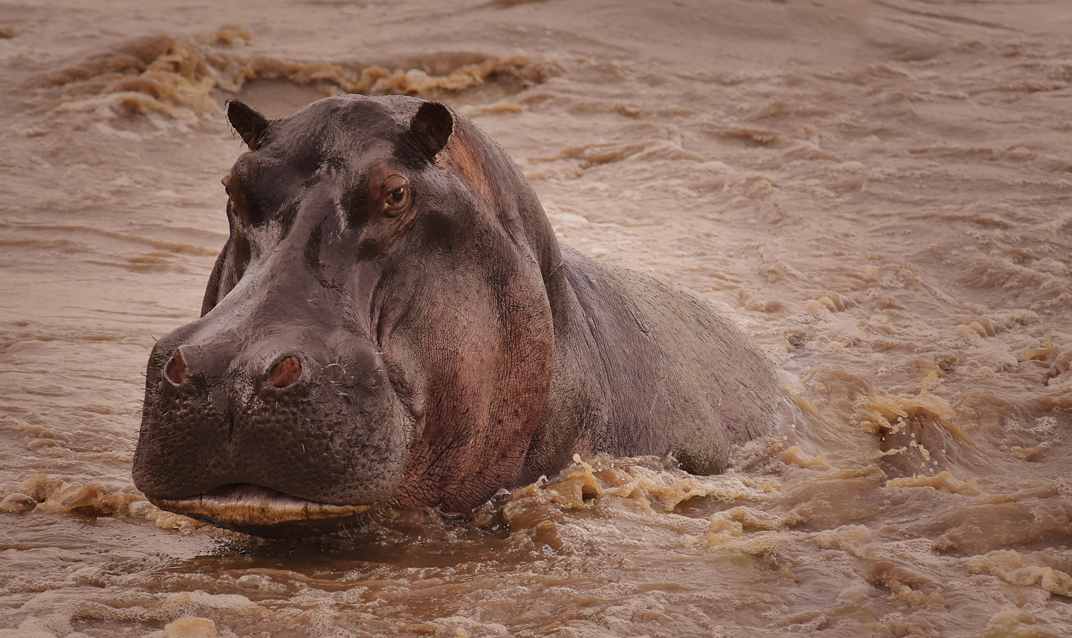 2K, Hippo, Water, Wildlife, Animal, HD Wallpaper