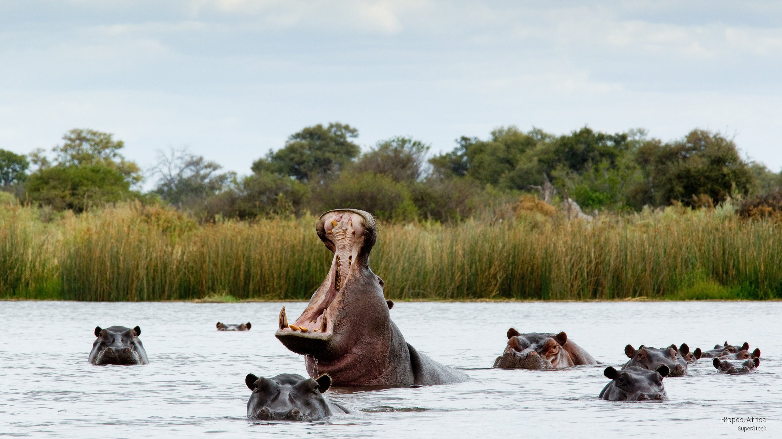 africa, 2K, Animals, hippos, HD Wallpaper