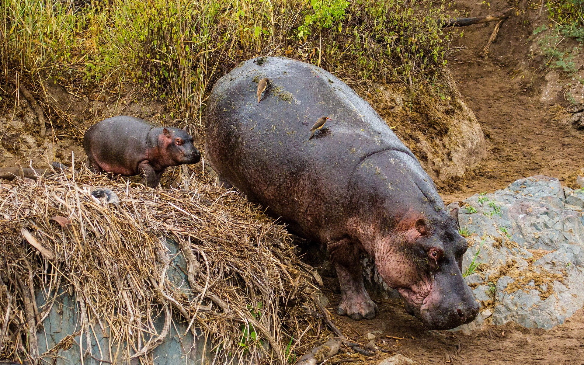 domestic animals, no people, mammal, vertebrate, animal family, animals in the wild, animal wildlife, animal, two animals, day, hippo, outdoors, hippopotamus, HD Wallpaper