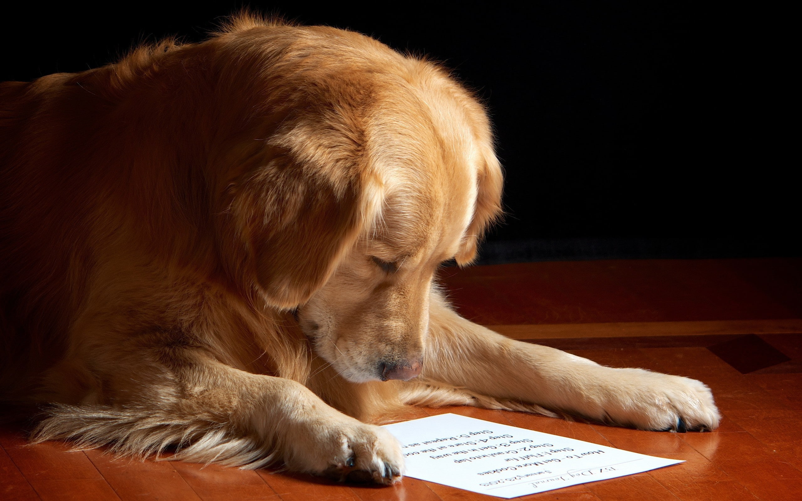 Labrador Retriever, animals, wooden surface, paper, 2K, dog, HD Wallpaper