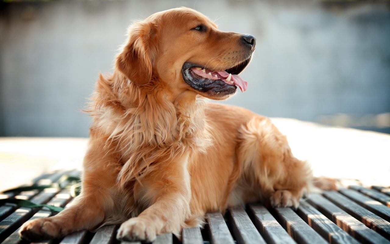 golden retriever, retriever, cute, field, dog, golden, depth of field, photography, animals, 720P, depth, HD Wallpaper