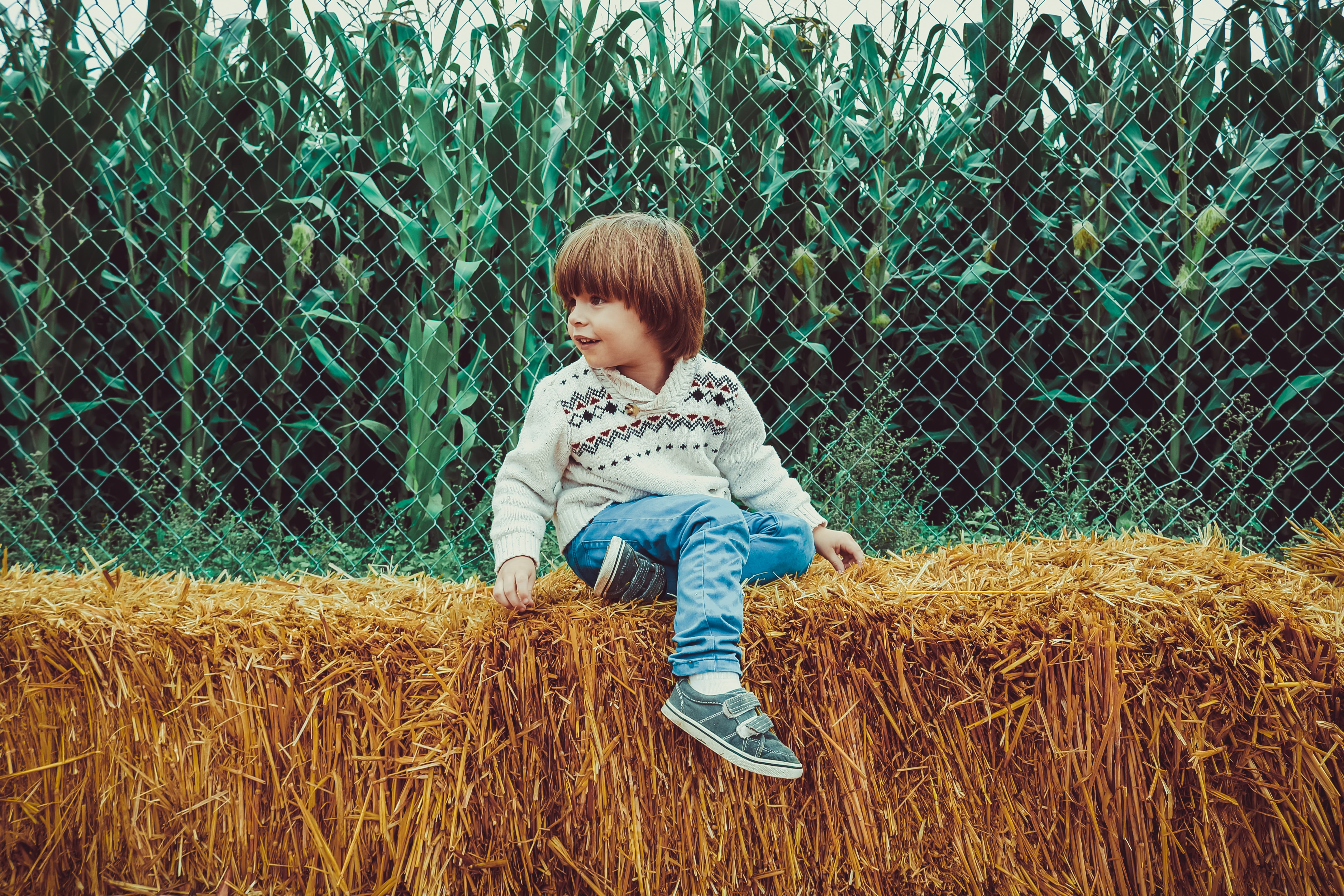 men, corn, childhood, fall, white, boys, boundary, playing, gray, outdoor, jeans, 5K, fence, blue, innocence, child, boy, real people, october, kid, people, HD Wallpaper