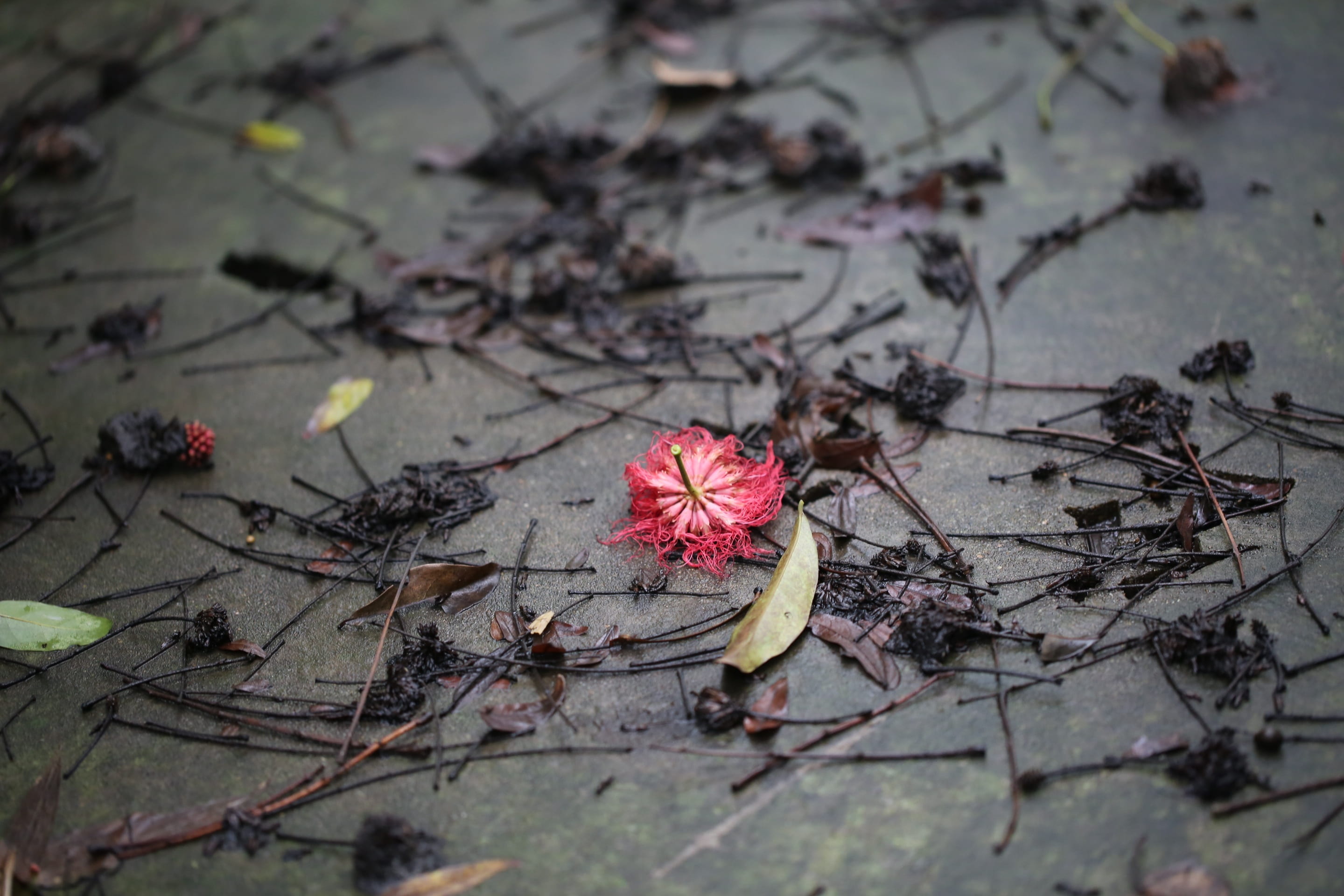 fragility, 2K, plant, freshness, day, pink color, beauty in nature, outdoor, flower, flower head, after raining, spring, selective focus, grow, plant part, HD Wallpaper