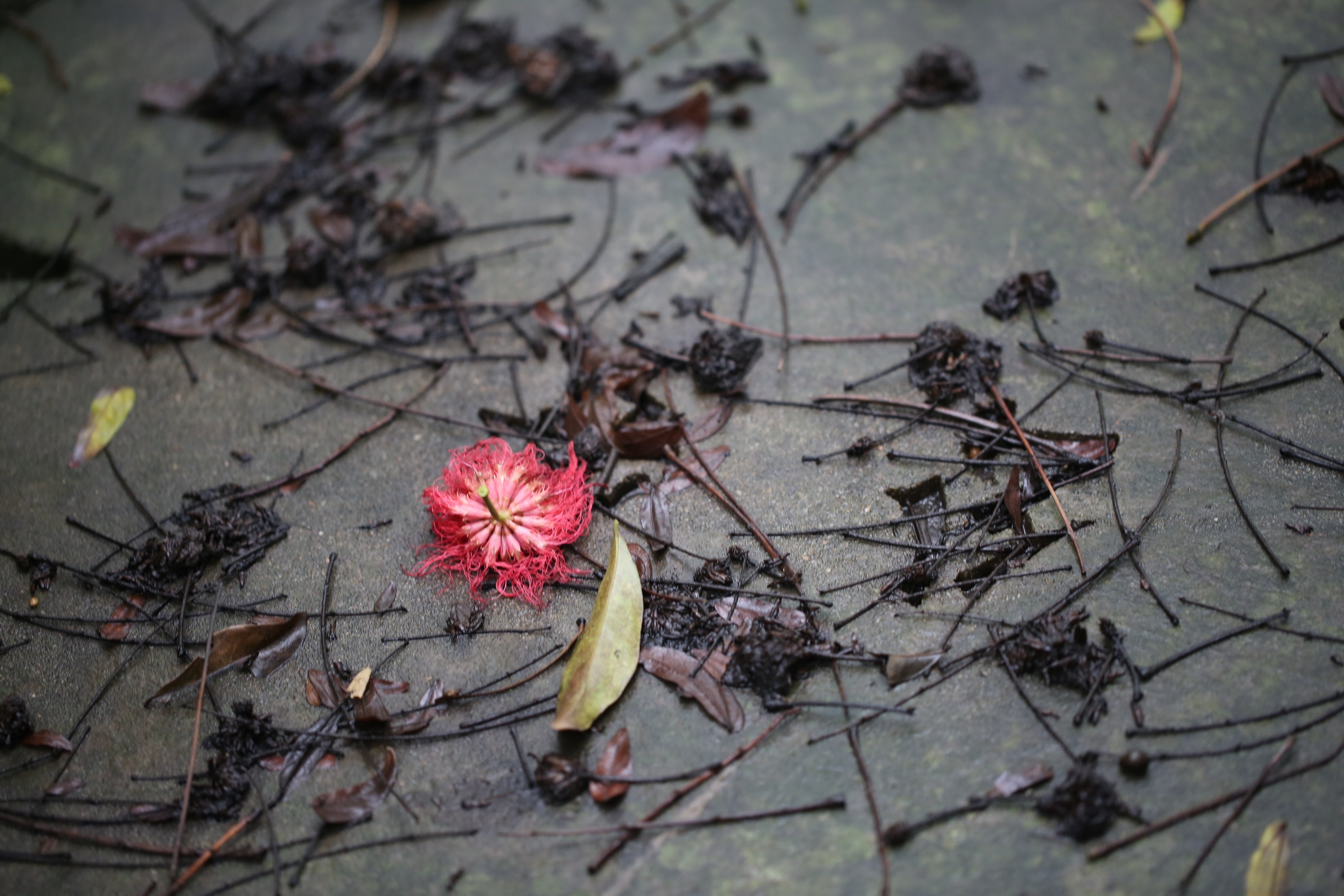 grow, freshness, nature, flower, flag, outdoors, dead plant, beauty in nature, flowering plant, 2K, high angle view, growth, flower head, purple, after raining, HD Wallpaper