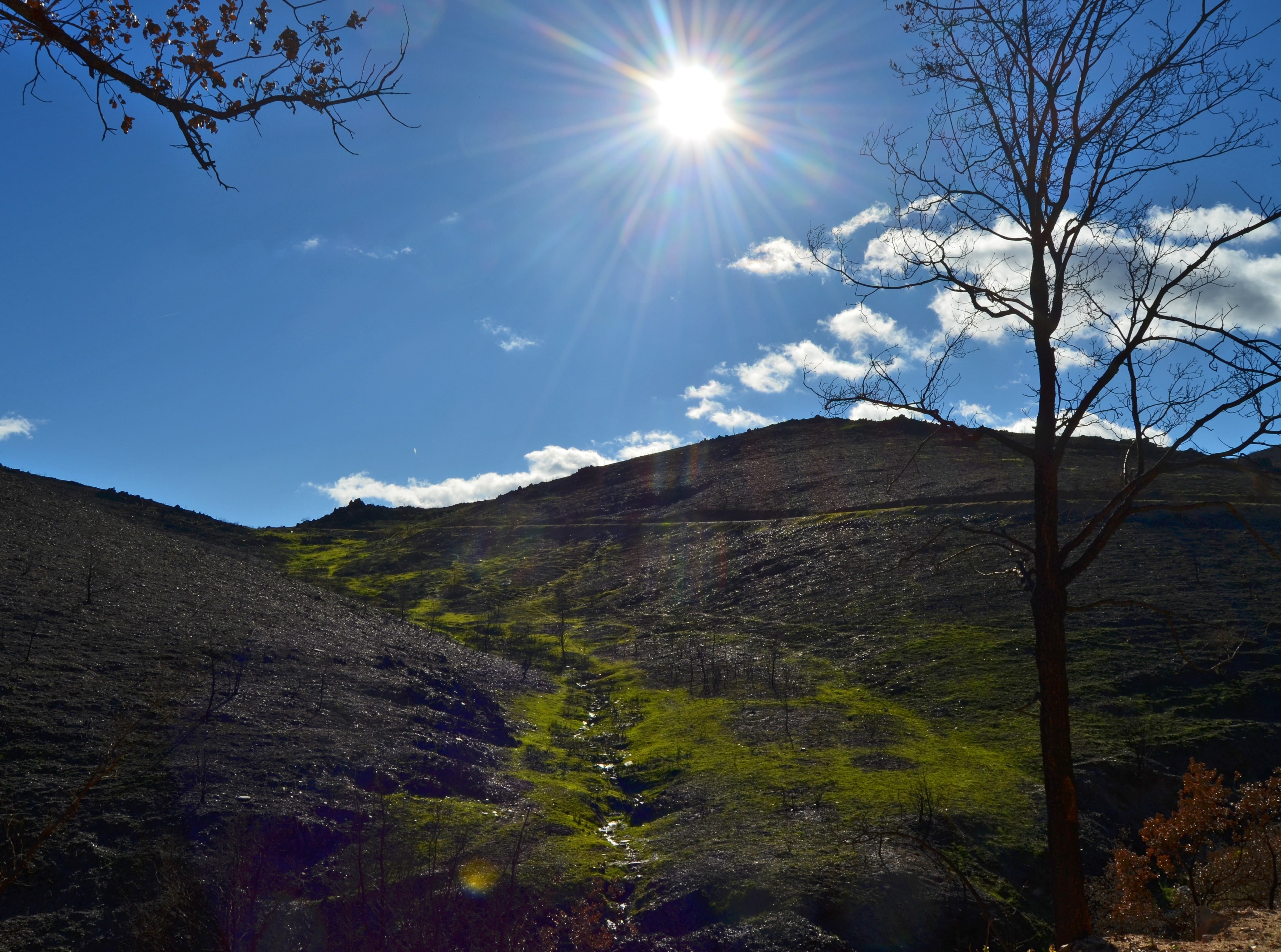 4K, beauty in nature, mountain, tree, mountains, low angle view, no people, Fire, day, environment, Nature, After, bright, lens flare, outdoors, sky, plant, HD Wallpaper