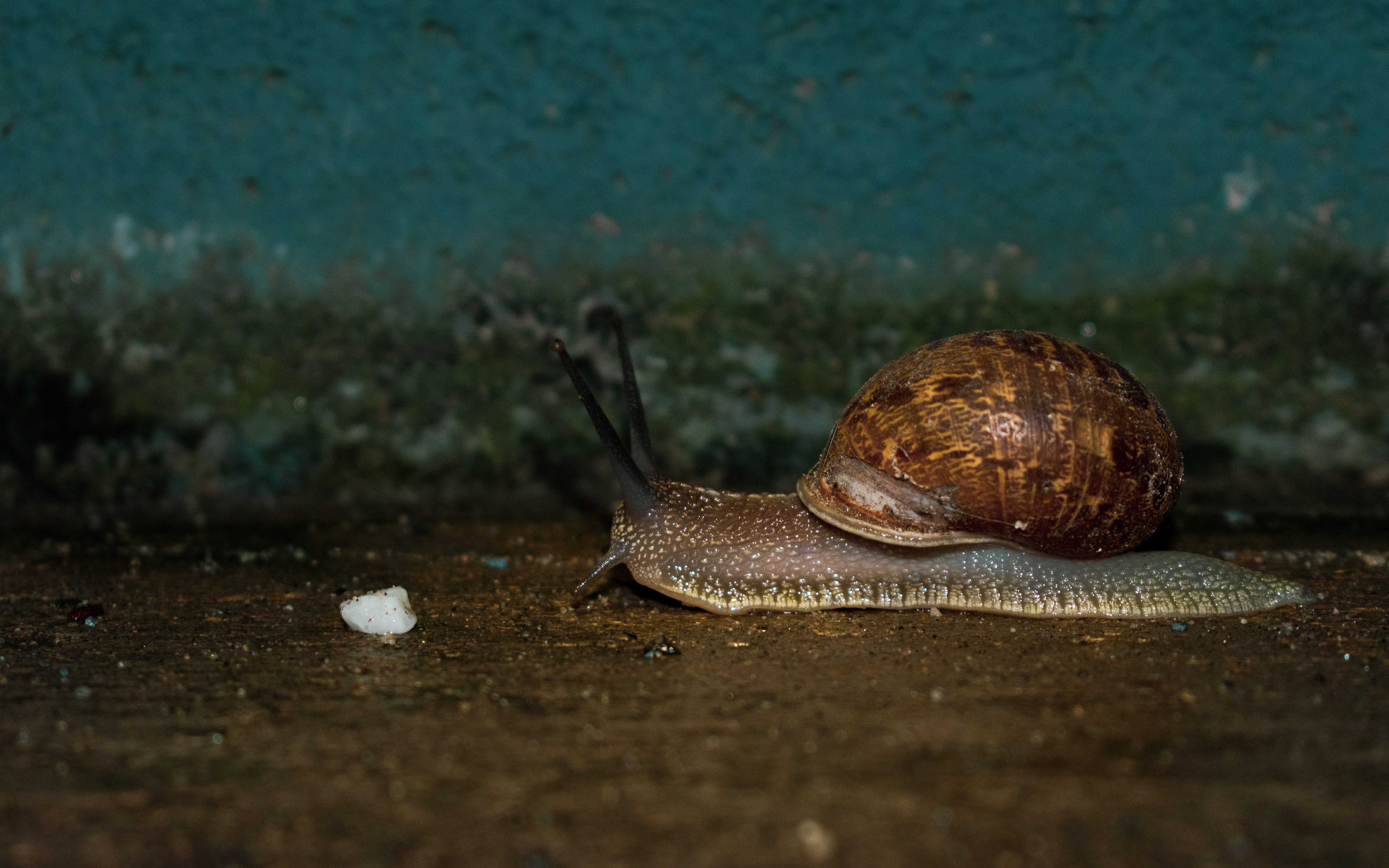 no people, animal shell, land, boredom, white, reptile, animal, animal themes, outdoors, close-up, turtle, photo, insect, blog photo, 5K, after the rain, HD Wallpaper
