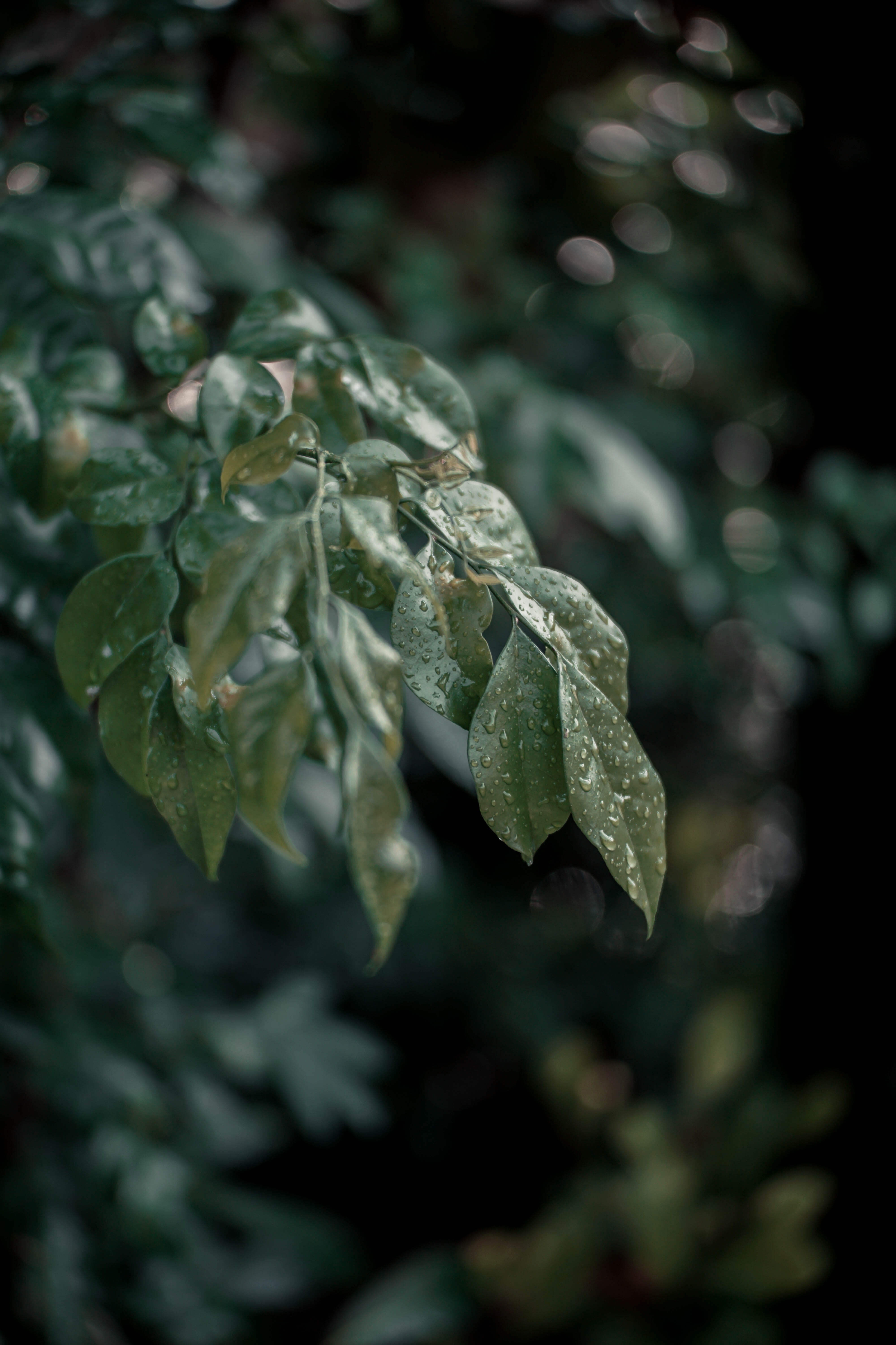 leaf, water, selective focus, life, forest, 5K, water droplets, day, wilderness, leaves, land, plant part, perspectives, freshness, no people, leave, beauty in nature, Phone HD Wallpaper