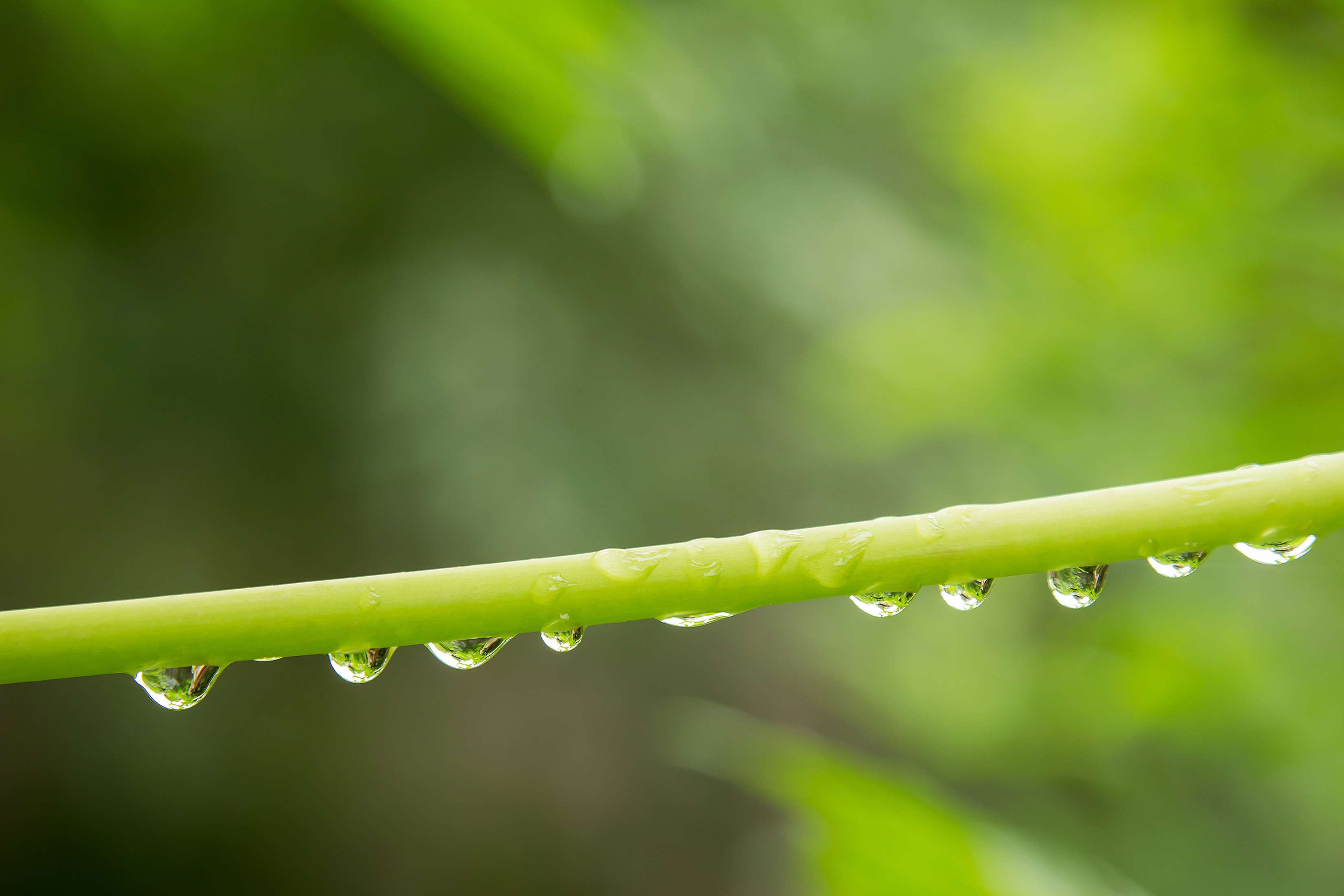 lifestyle, green color, close-up, 2K, beauty in nature, rain, purity, living, nature, plant part, blade of grass, wet, life, no people, water, growth, HD Wallpaper