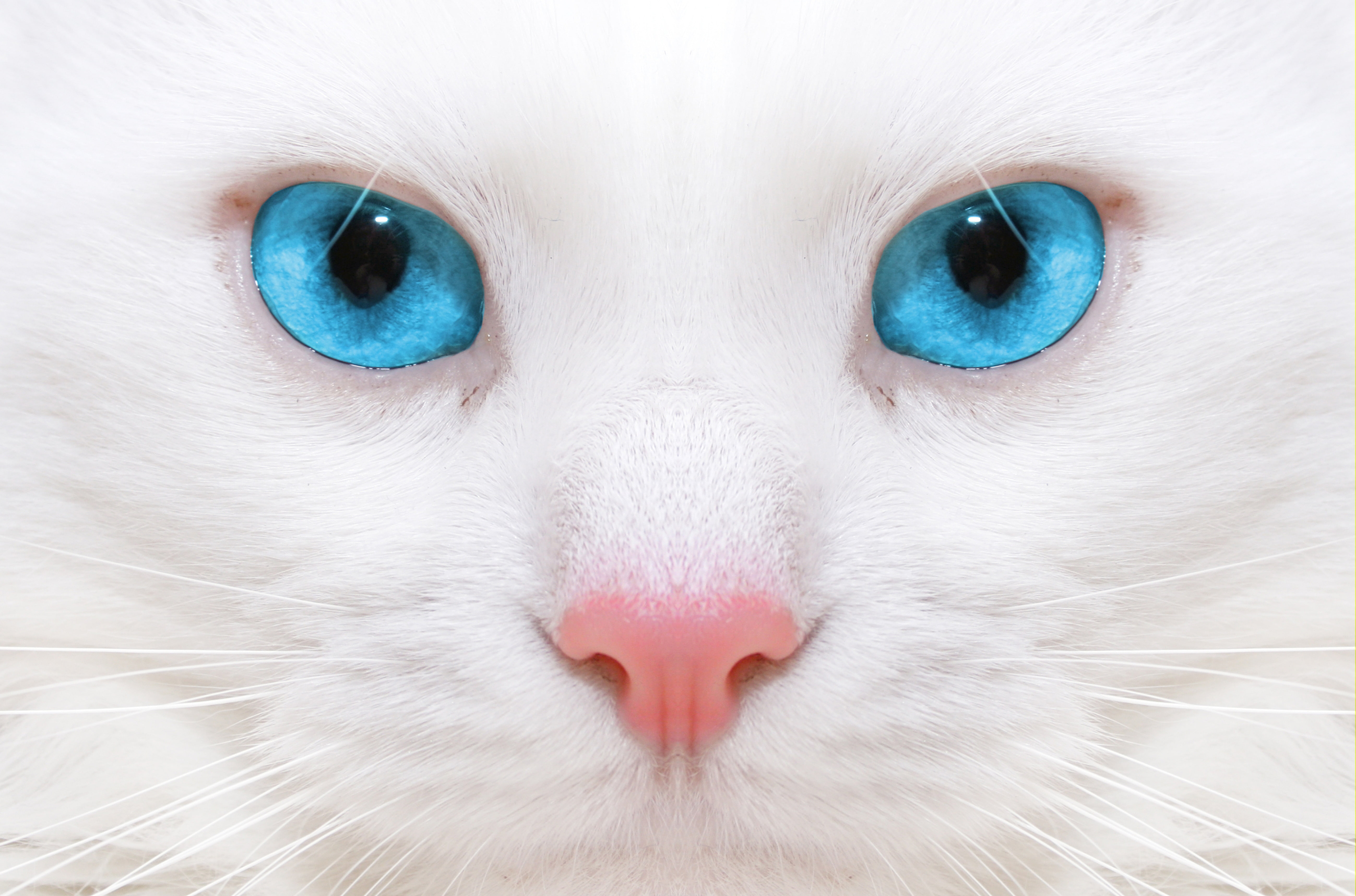 kitten, close up, micro, macro, beautiful white cat, kitty, big blue eyes, 5K, HD Wallpaper
