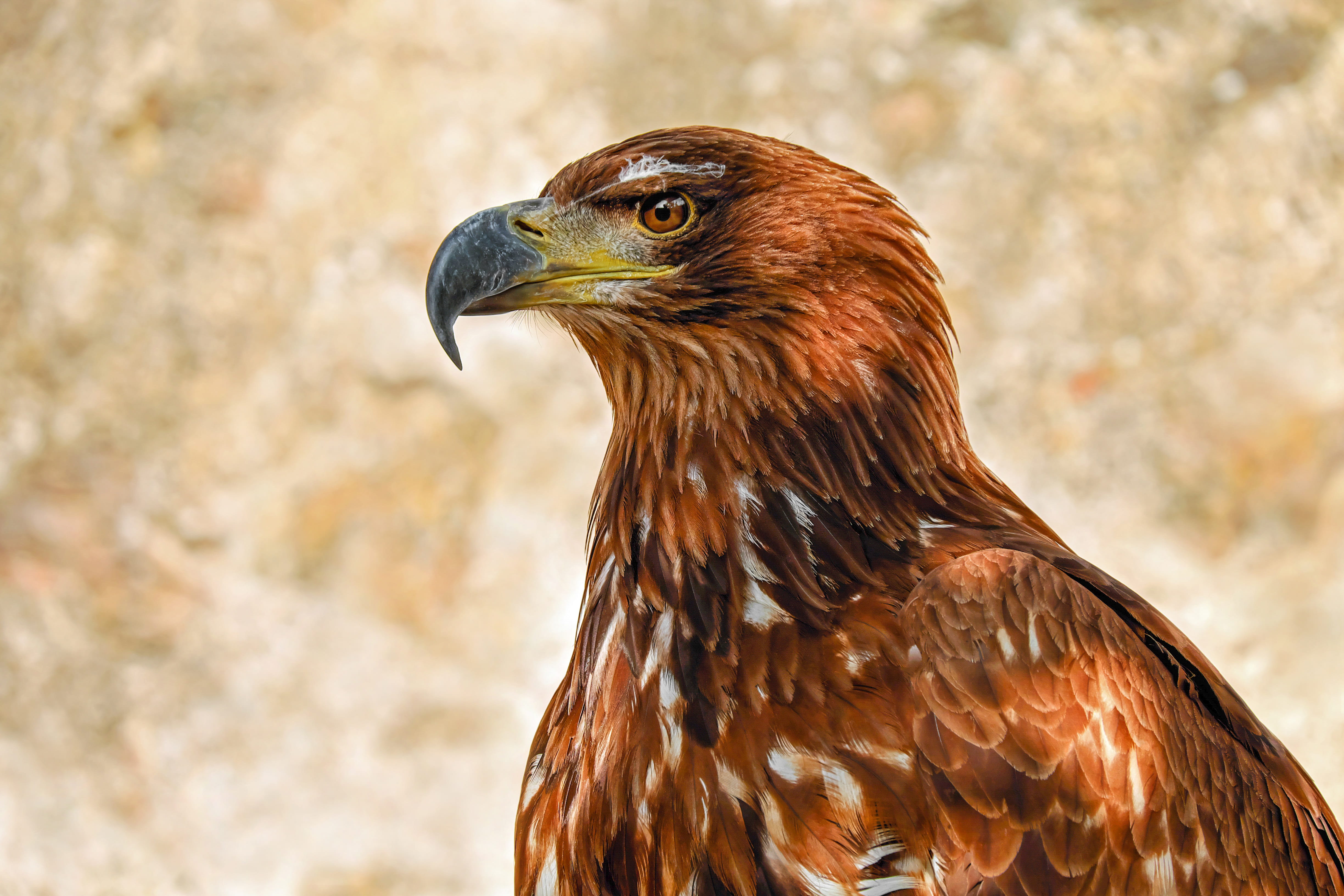animals in the wild, looking, france, adler, impressive, brown, horn blue, bird of prey, side view, eyes, evening sun, savannah eagle, animal, vertebrate, HD Wallpaper