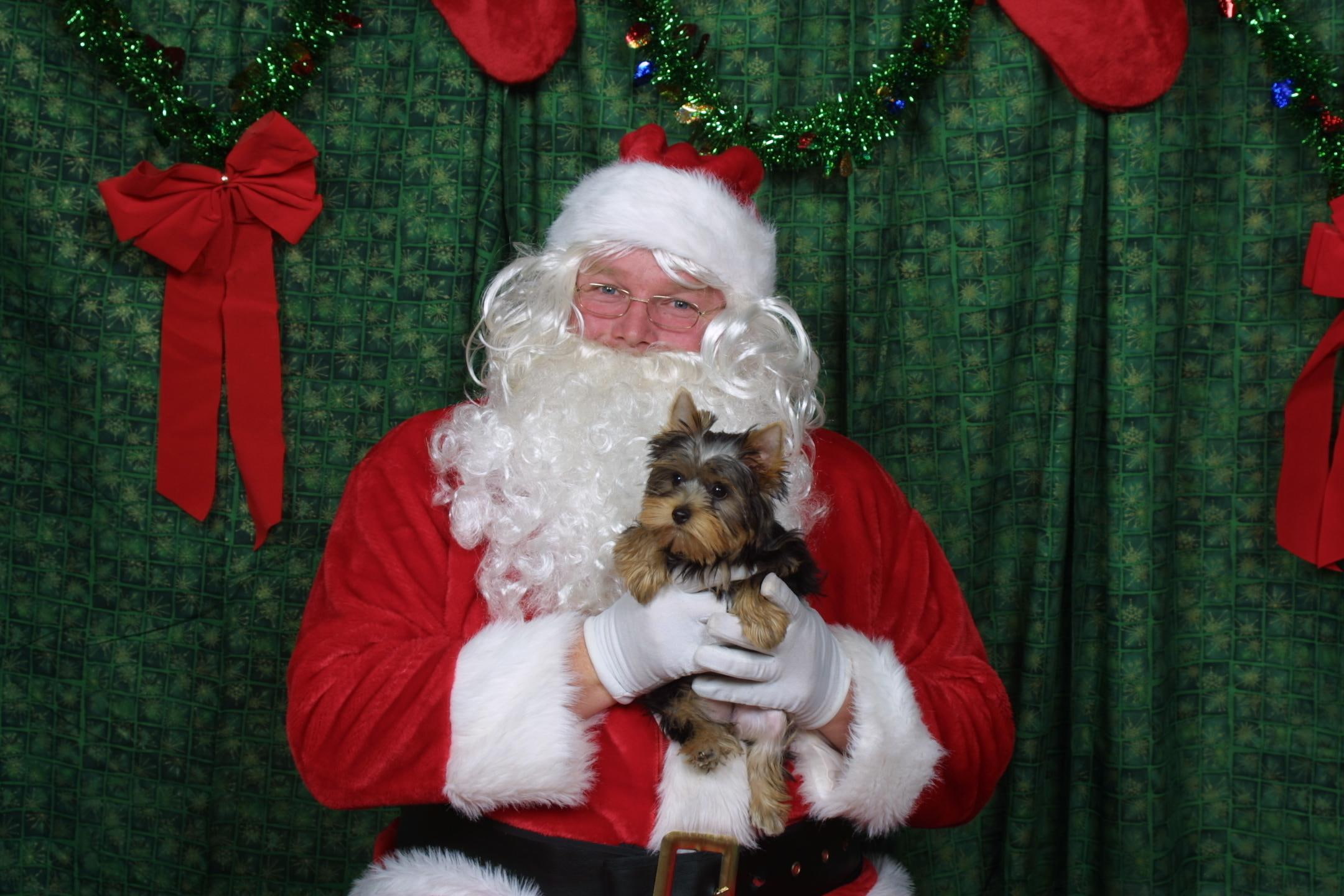 animals, christmas, red bows, santa claus, santa, 1080P, yorkshire terrier, mia, HD Wallpaper