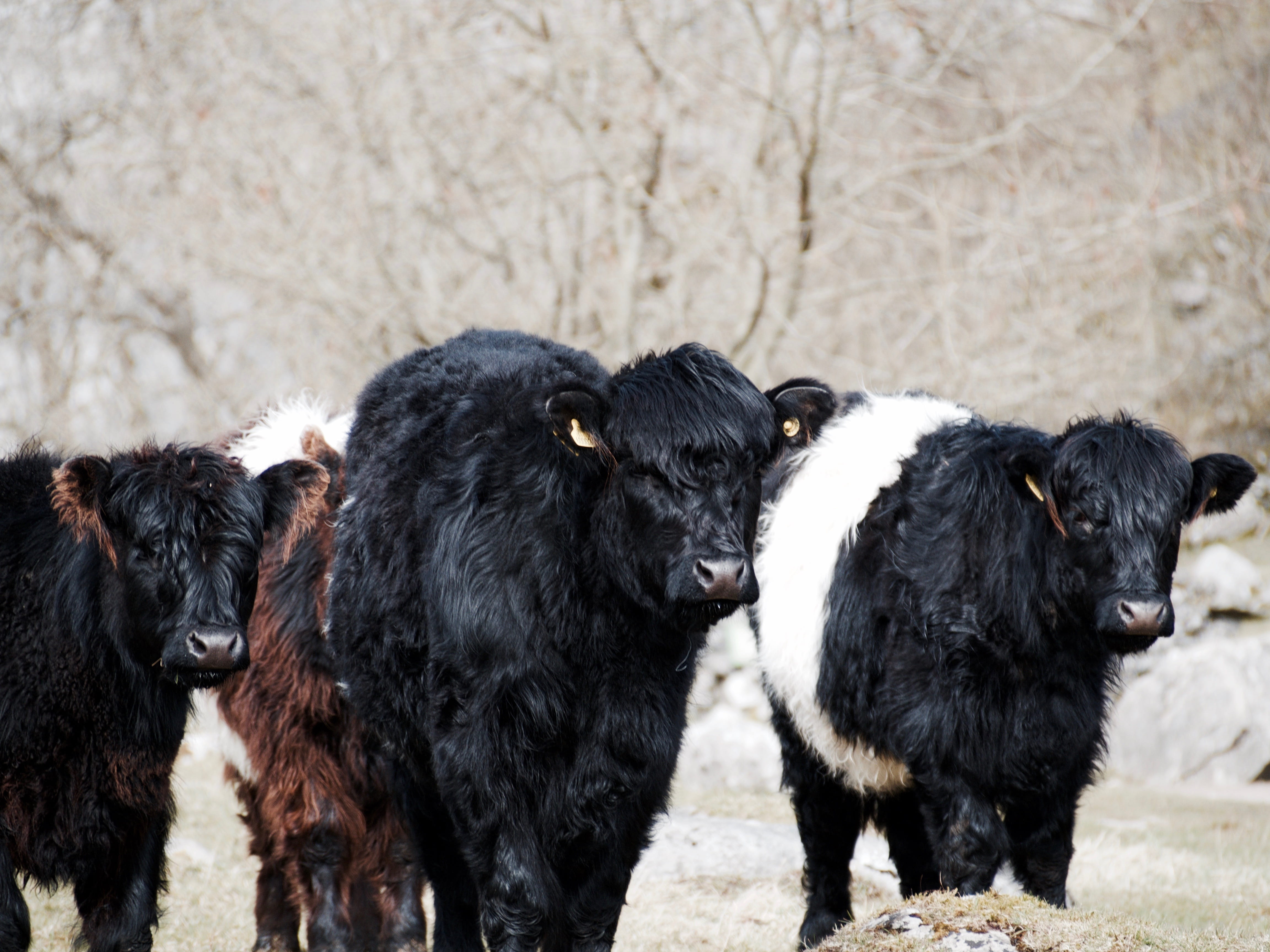 animal, animal themes, malham cove, nature, cows, 4K, outdoors, domestic animals, land, group of animals, scene, day, focus on foreground, mammal, black color, HD Wallpaper