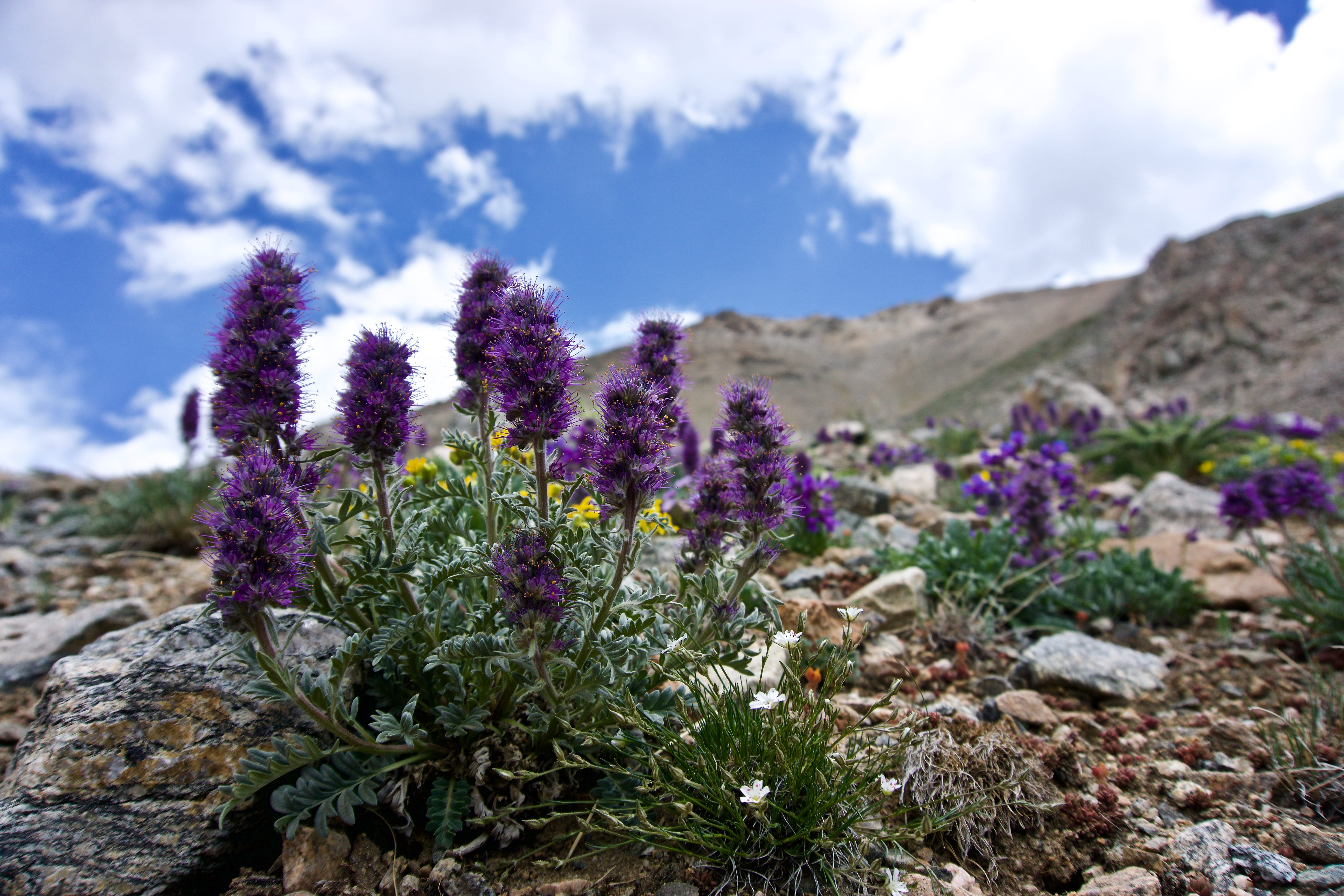 sky, day, no people, mountain, solid, plants, purple, 14er, colorado, indian paint brush, tranquil scene, growth, land, 5K, environment, freshness, flowering plant, HD Wallpaper