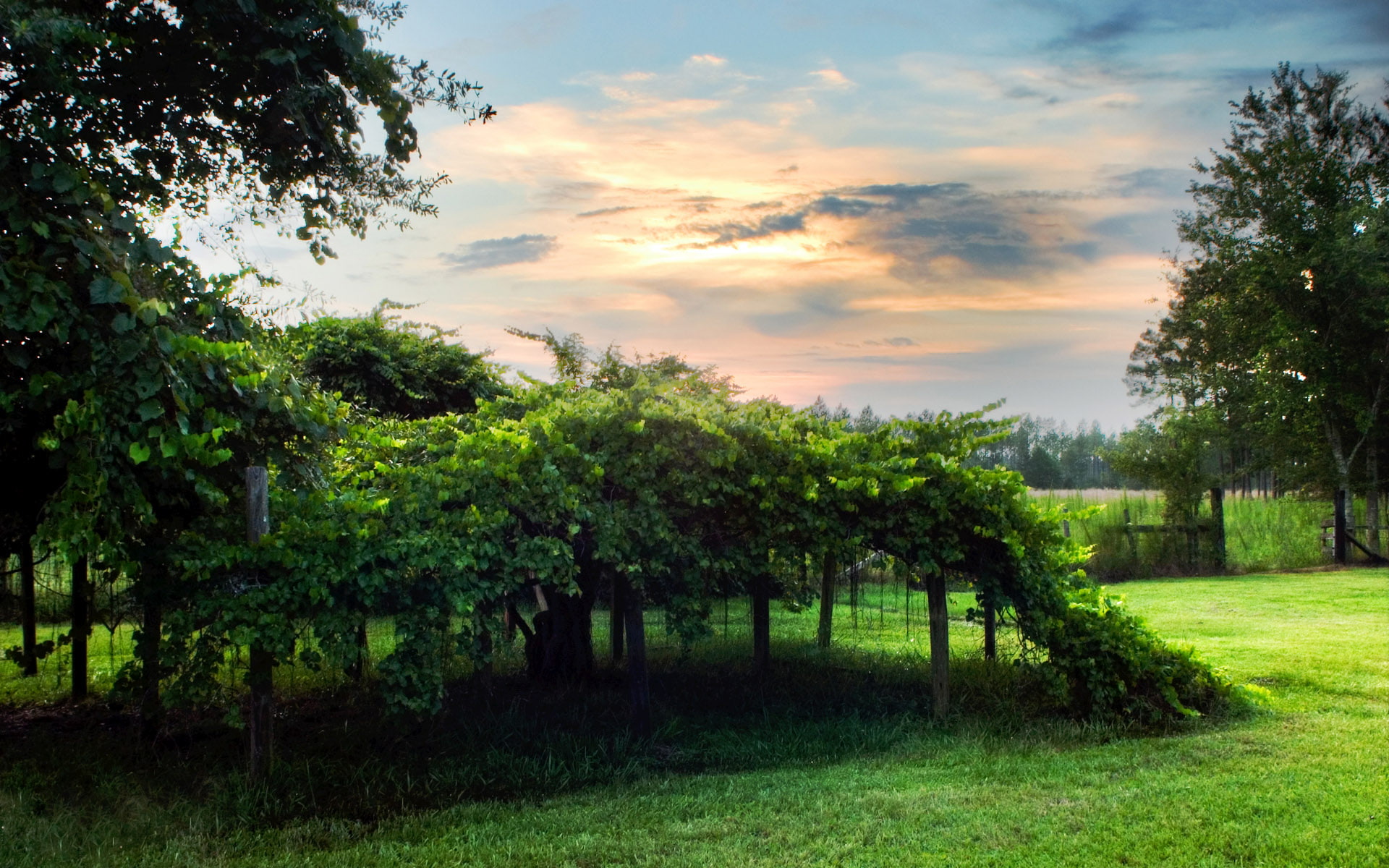 sky, vineyard, sunset, nikond100, muscadinearbor, green, grapevines, arbor, 1080P, landscape, nature, photography, sb‑80dx, nikon, clouds, sigma24‑70mm, HD Wallpaper